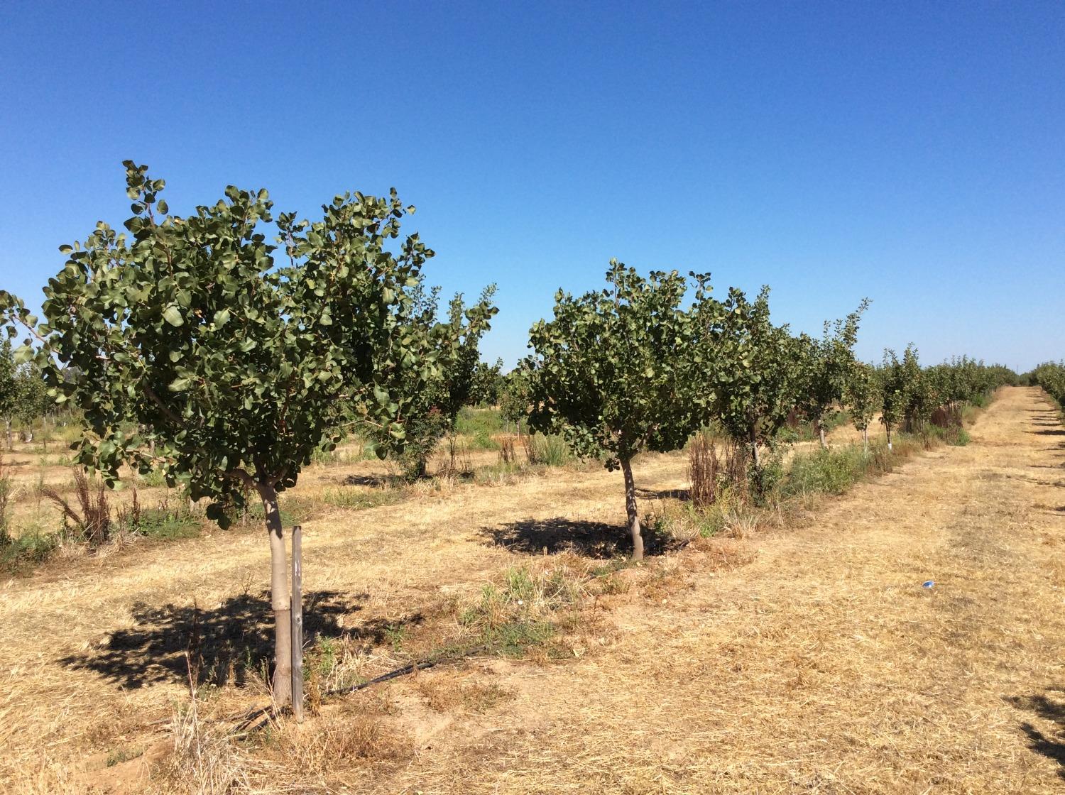 Tehama Ave, Gerber, California image 5