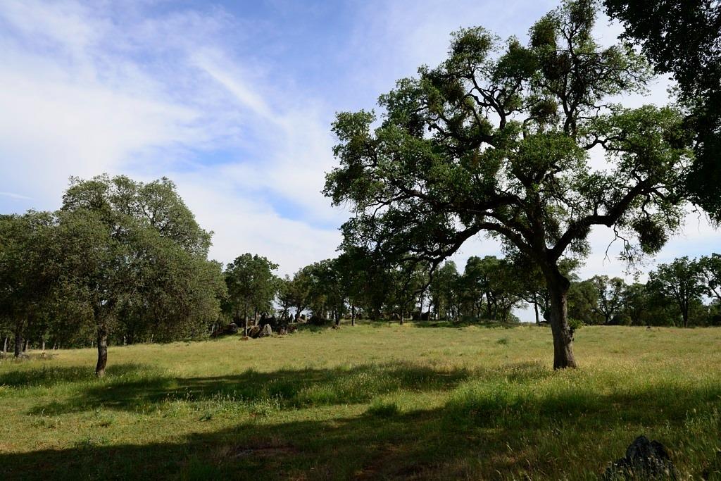 Shenandoah Ridge, Plymouth, California image 13