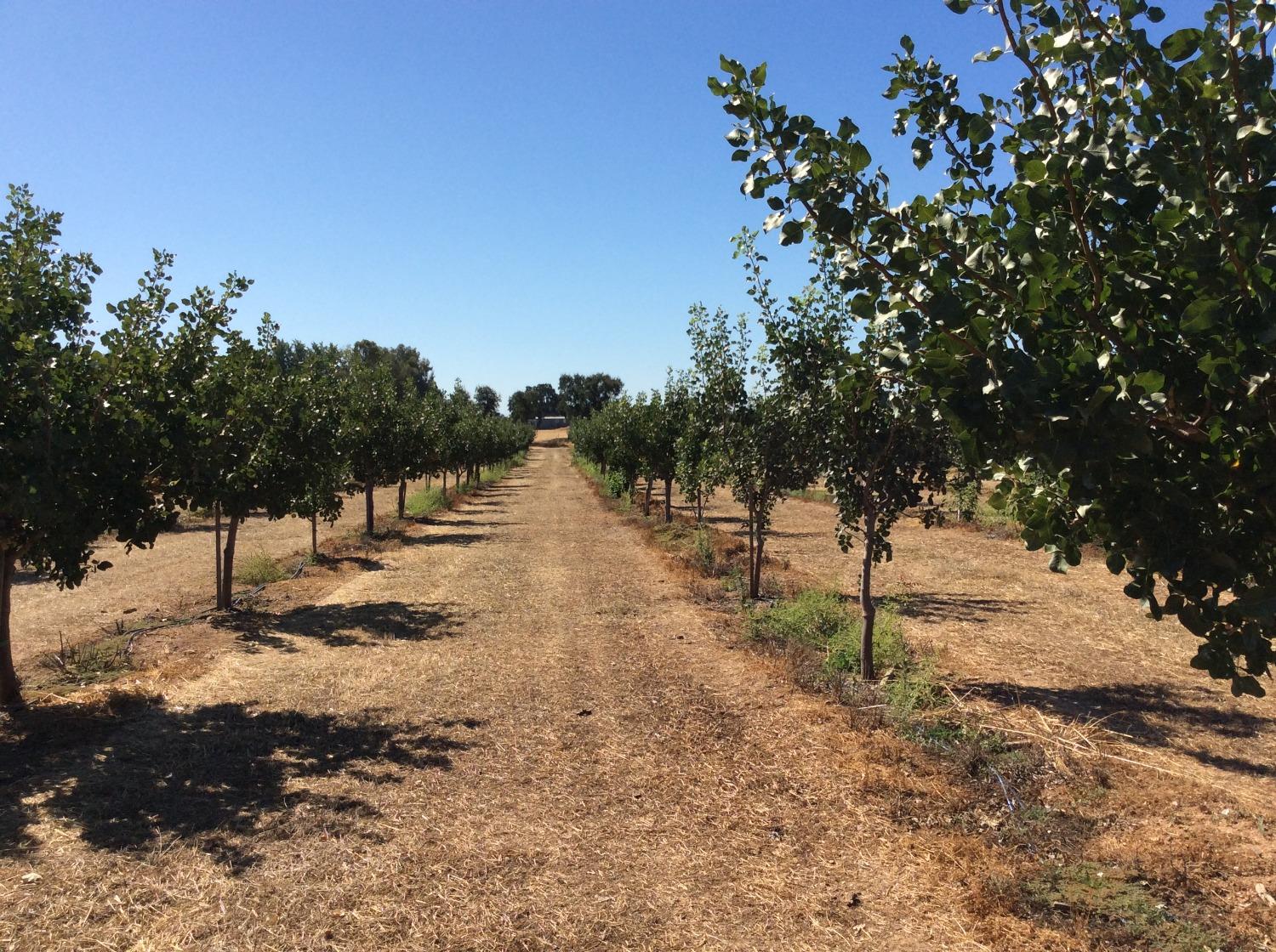 Tehama Ave, Gerber, California image 9