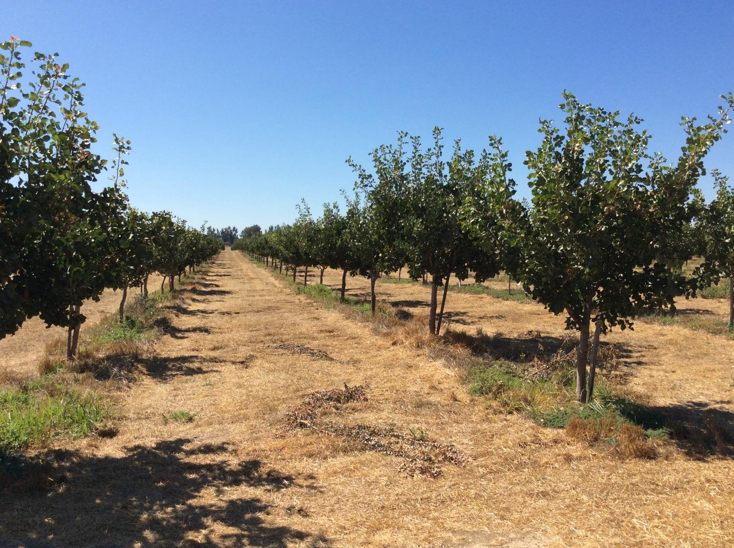 Tehama Ave, Gerber, California image 12