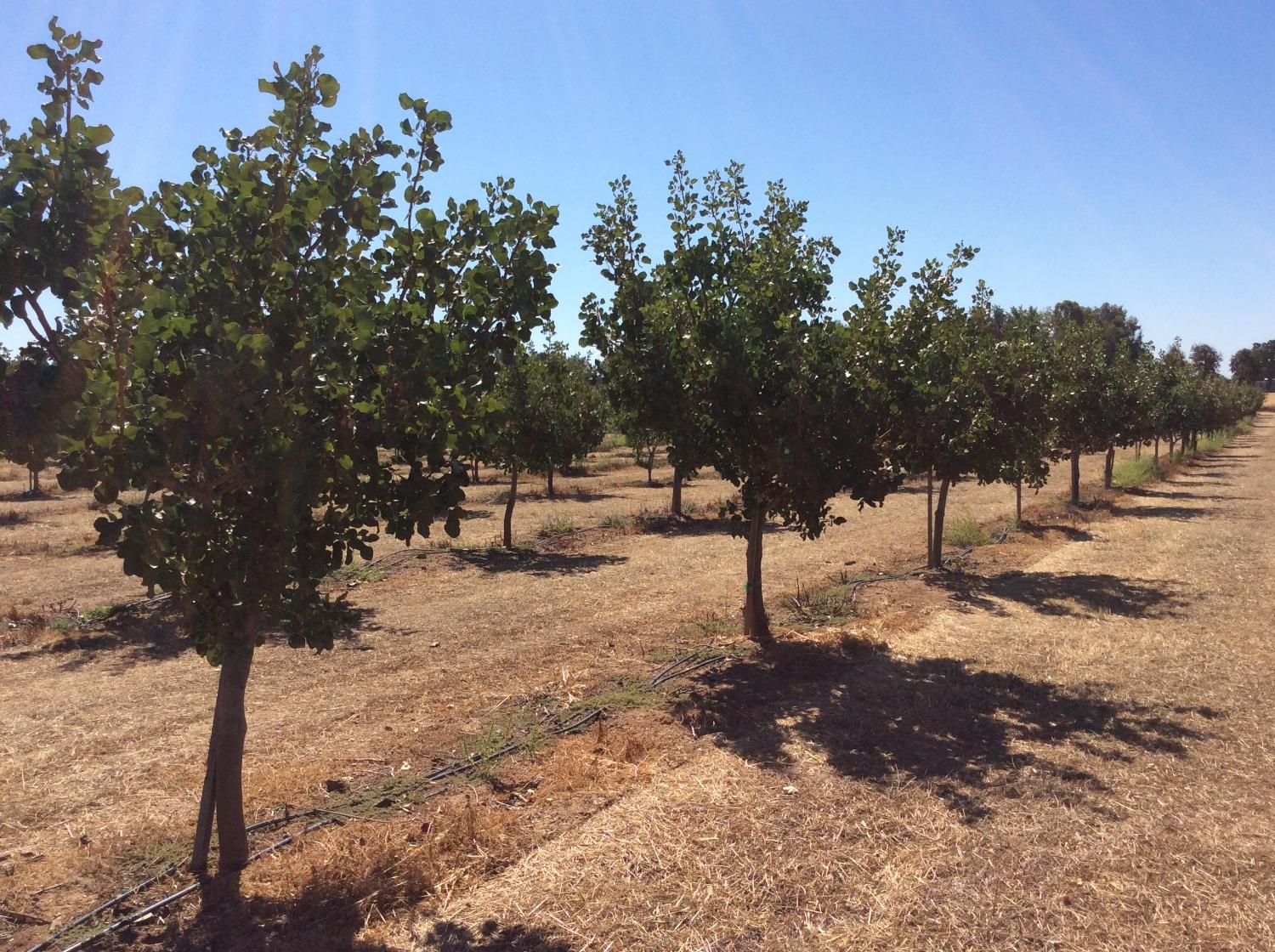 Tehama Ave, Gerber, California image 8