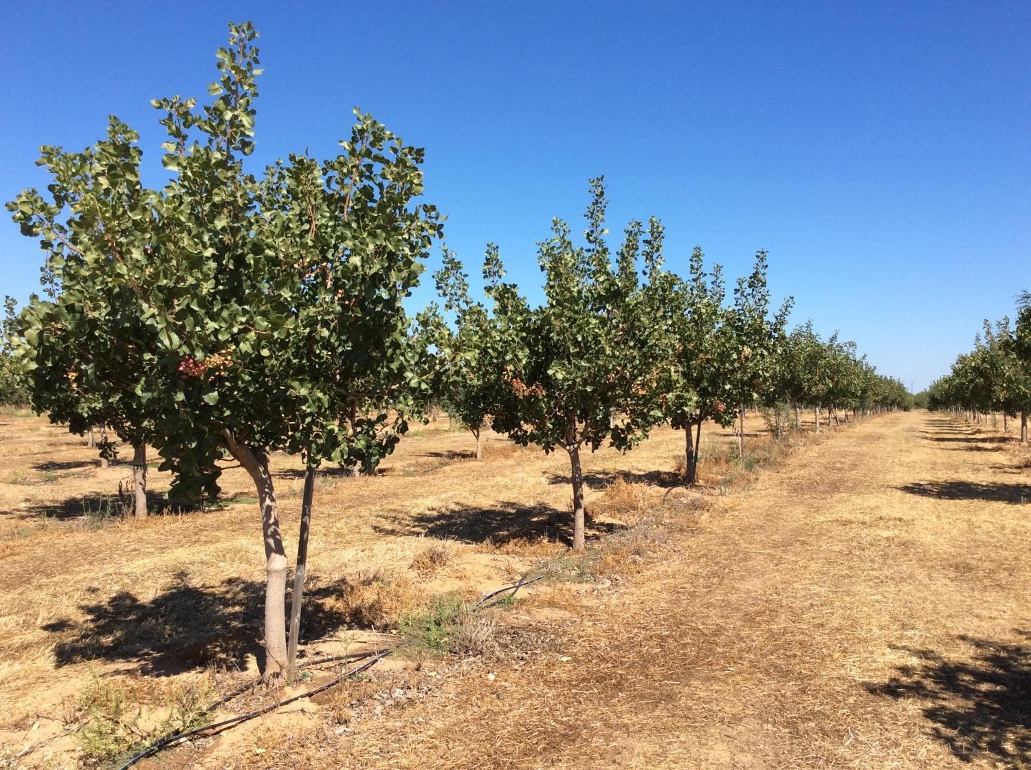 Tehama Ave, Gerber, California image 6