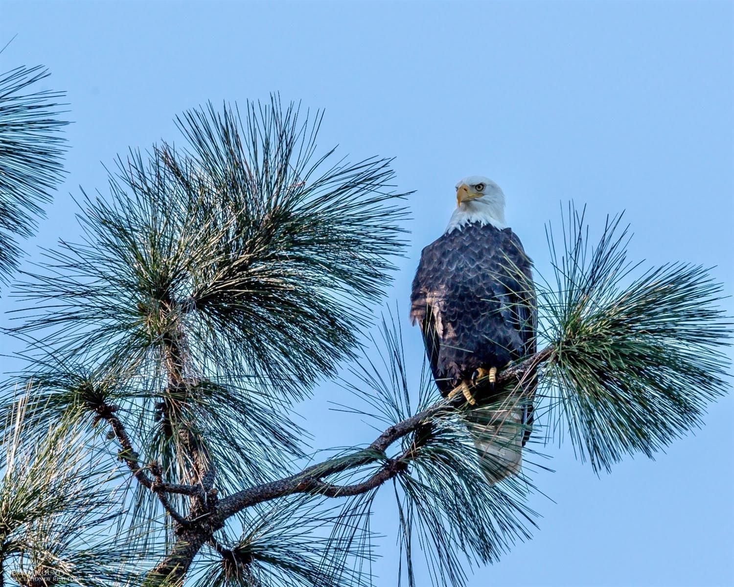 Torrey Pines, Auburn, California image 28