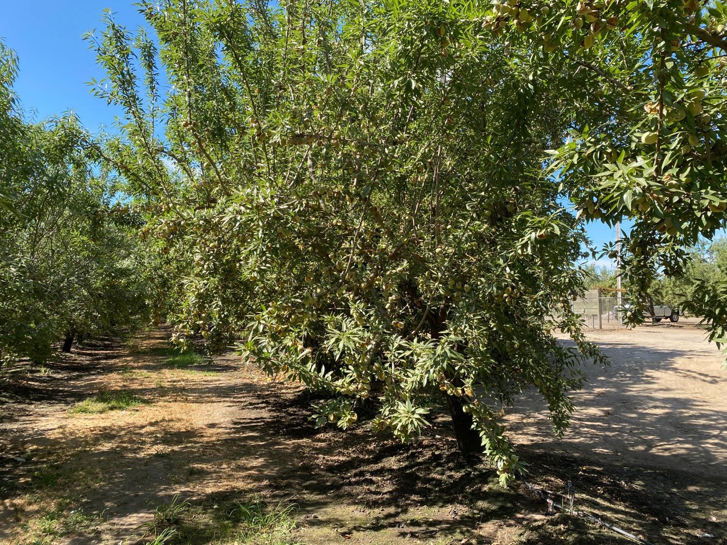 Lemon Avenue, Escalon, California image 3