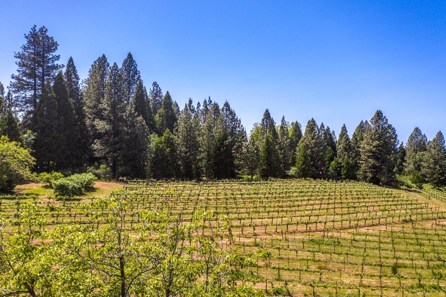 Pony Express Trail, Camino, California image 43