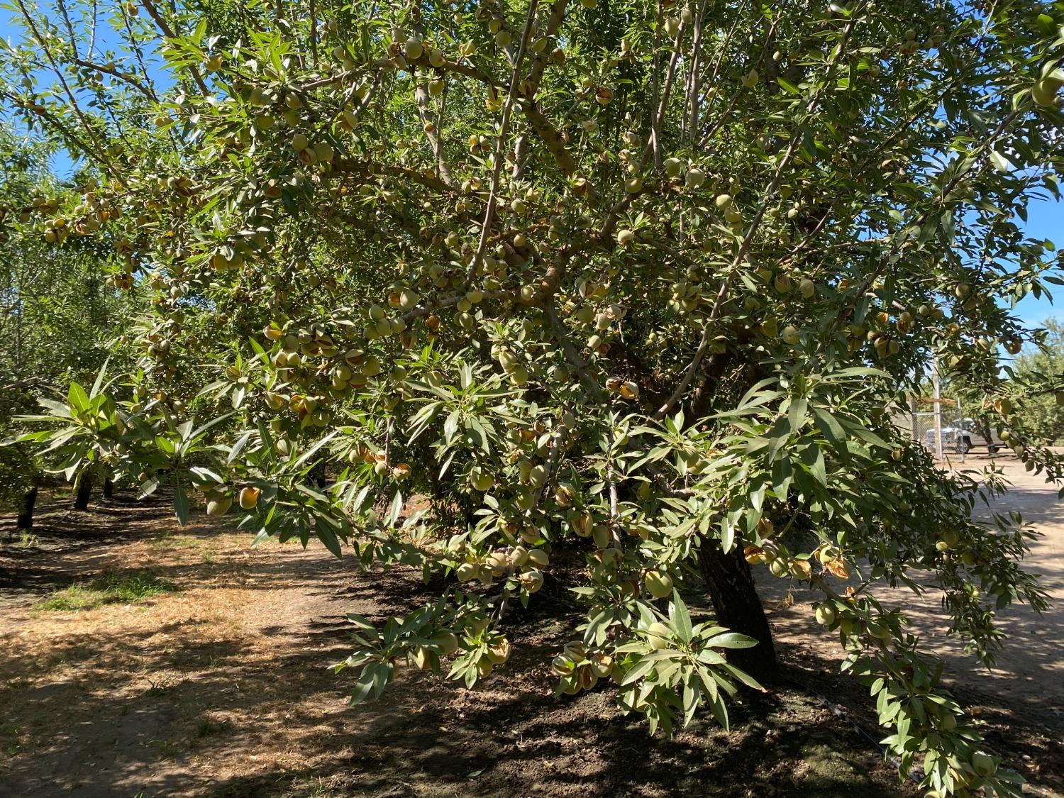 Lemon Avenue, Escalon, California image 4