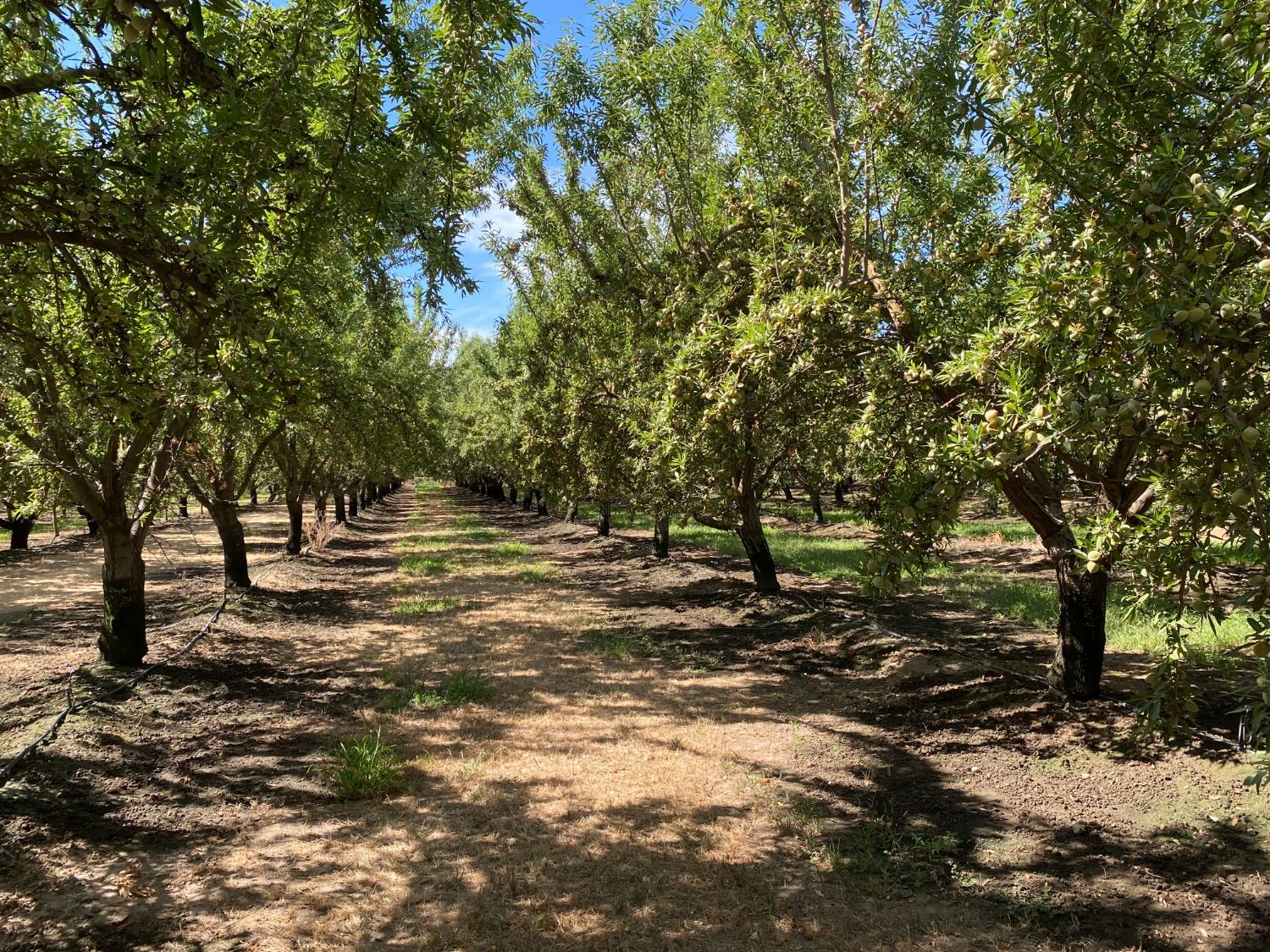 Lemon Avenue, Escalon, California image 2