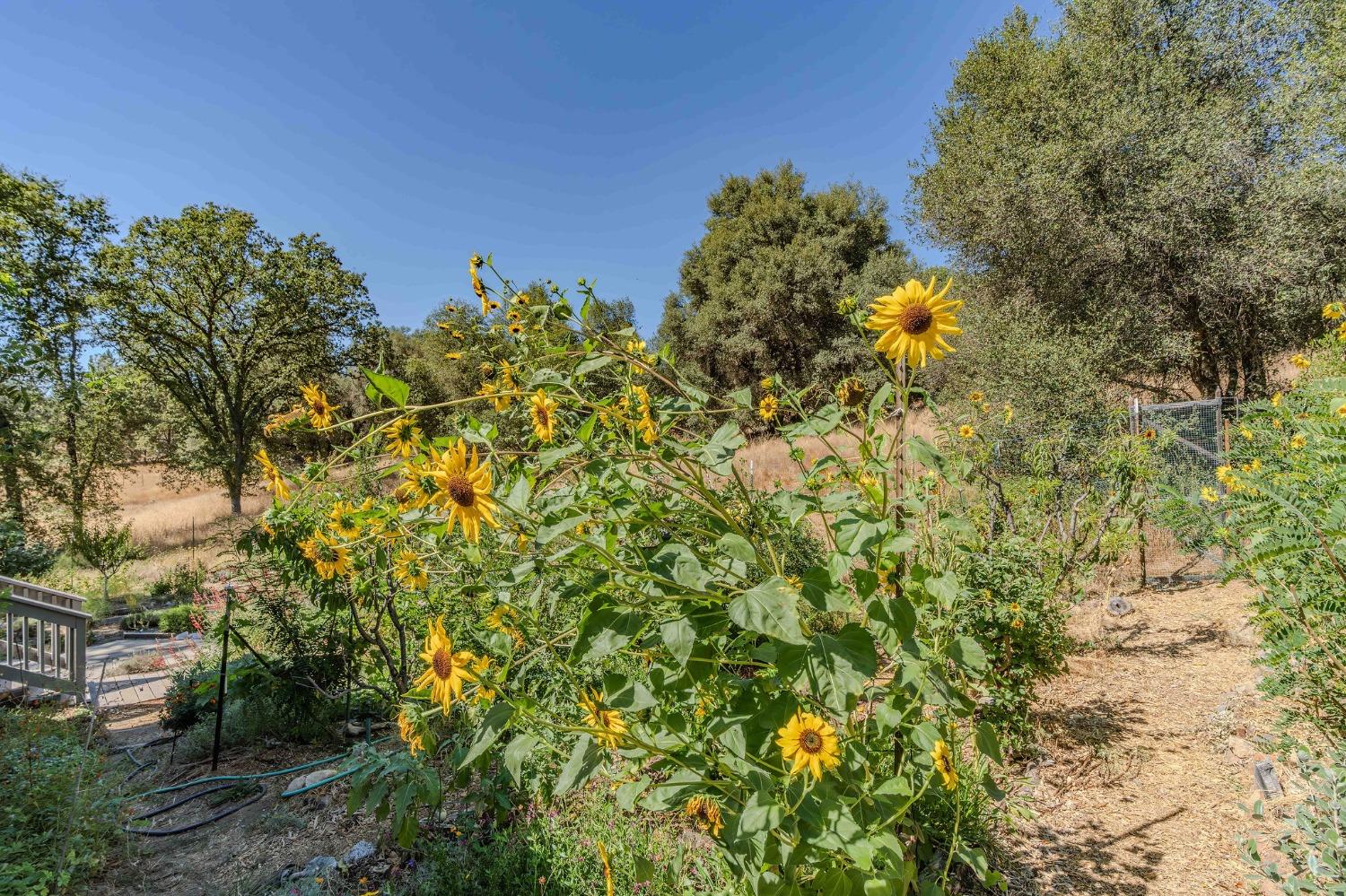 Detail Gallery Image 38 of 55 For 7184 Perry Creek Rd, Somerset,  CA 95684 - 3 Beds | 2 Baths