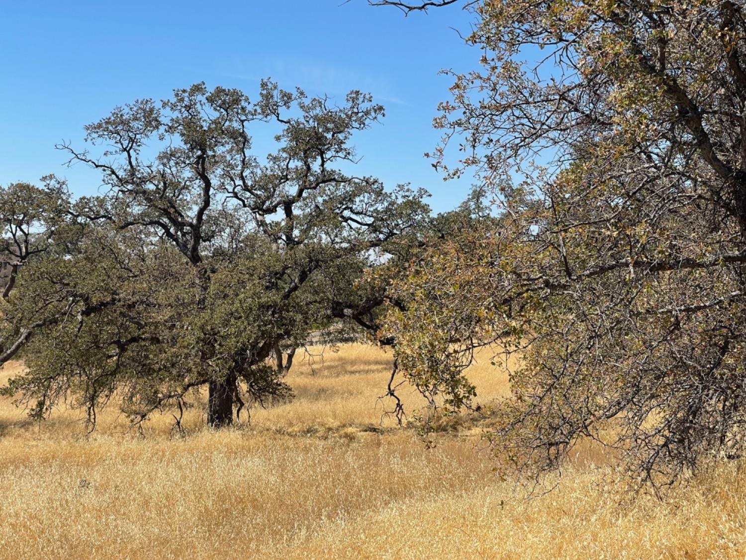 Pepito, La Grange, California image 15