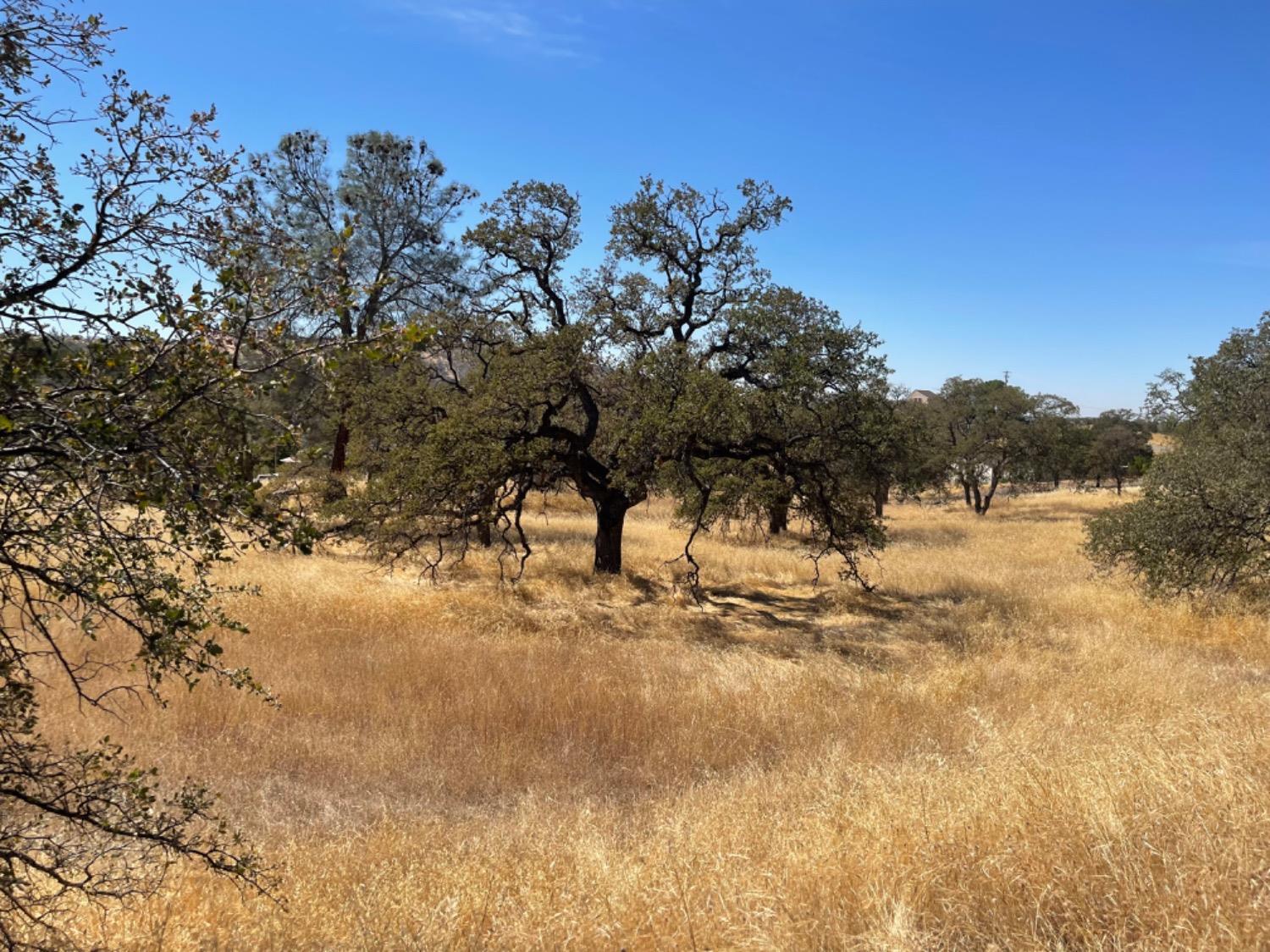 Pepito, La Grange, California image 8