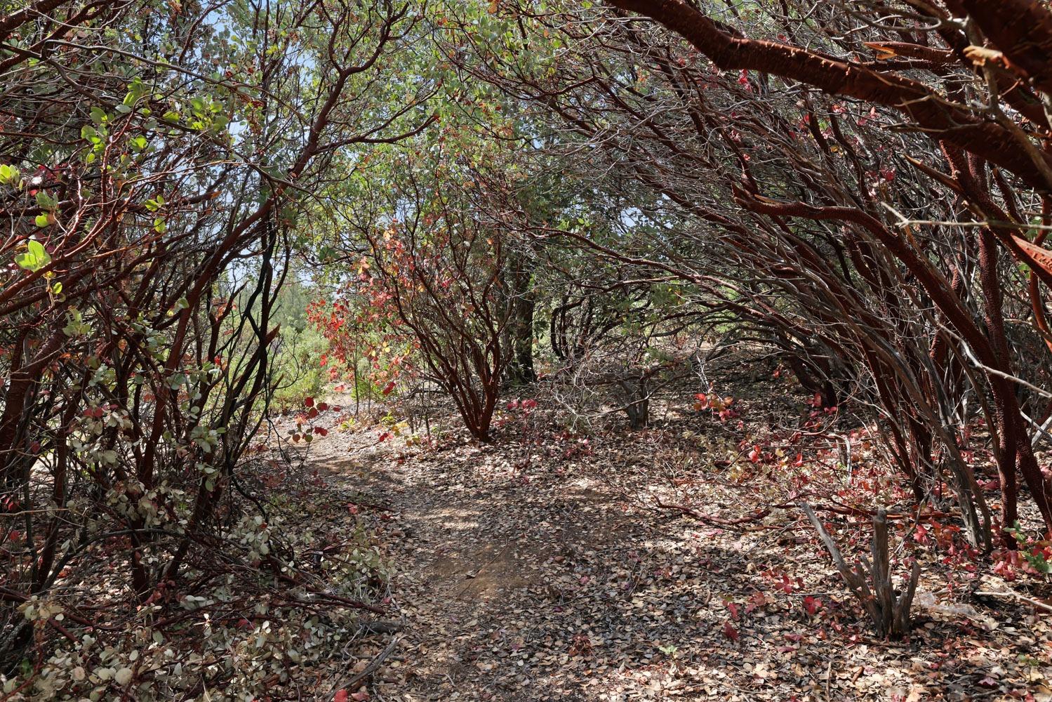 Bondurant Mine Road, Coulterville, California image 17