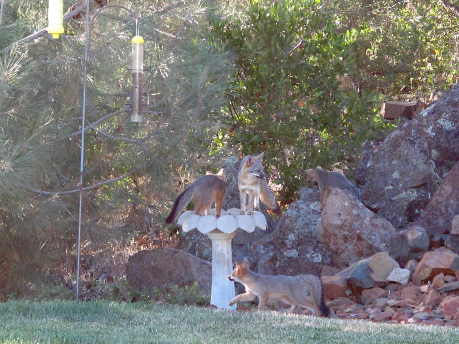 Detail Gallery Image 70 of 71 For 1485 Kanaka Valley Rd, Rescue,  CA 95672 - 3 Beds | 2 Baths