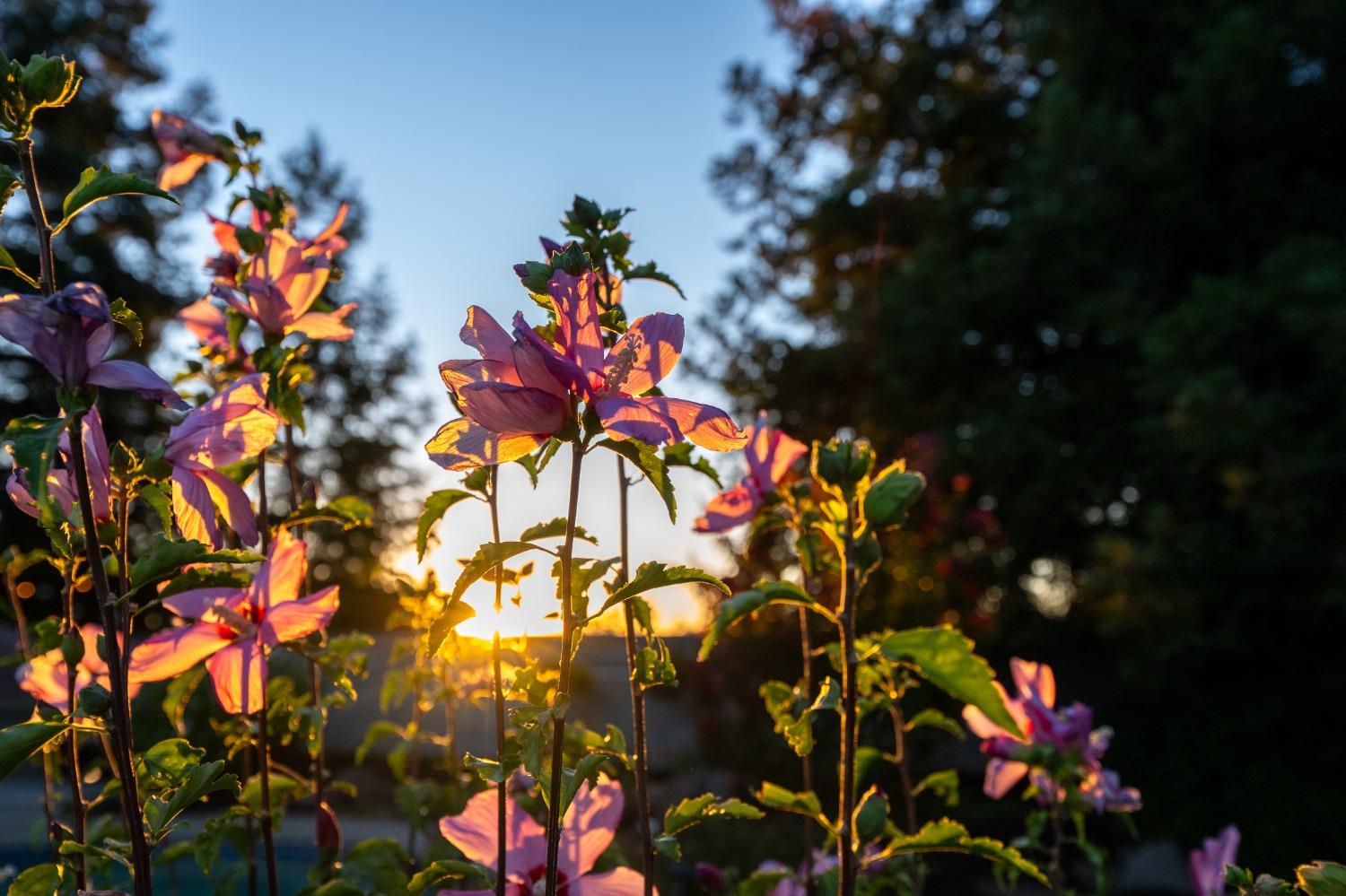 Pebble Creek Drive, Rocklin, California image 50