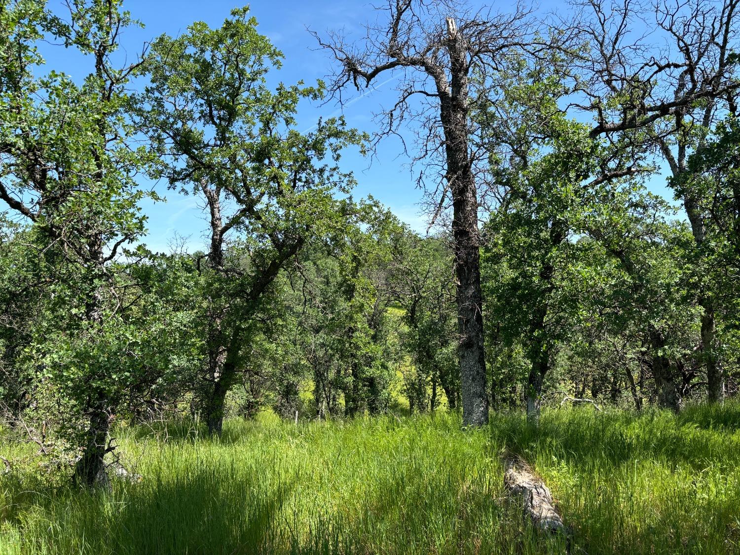 Todd Way, Cottonwood, California image 19