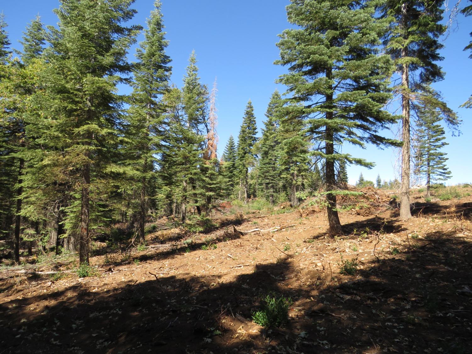 Detail Gallery Image 23 of 32 For 0 36.1 Acres -  Kearsarge Mill Rd, Alta,  CA 95701 - – Beds | – Baths