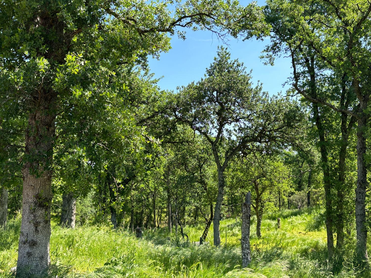 Todd Way, Cottonwood, California image 16