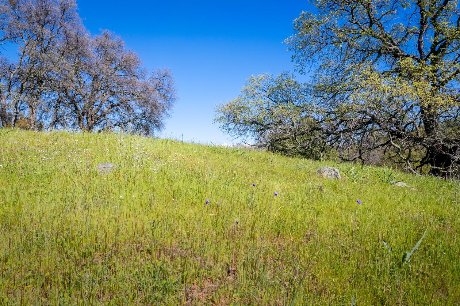 Highway 16, Plymouth, California image 39