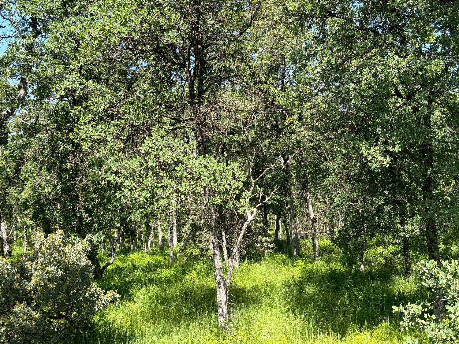 Todd Way, Cottonwood, California image 11