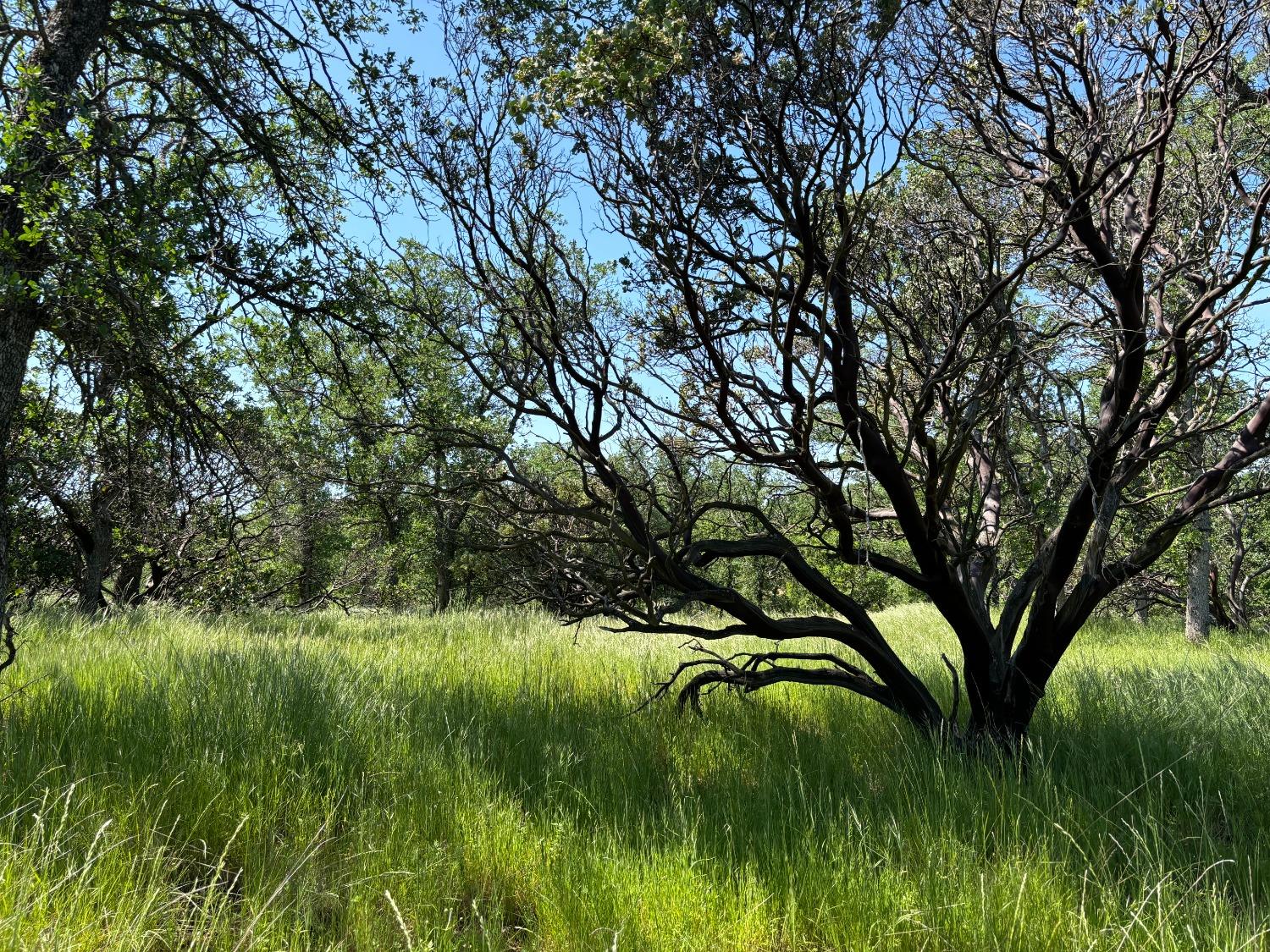 Todd Way, Cottonwood, California image 17