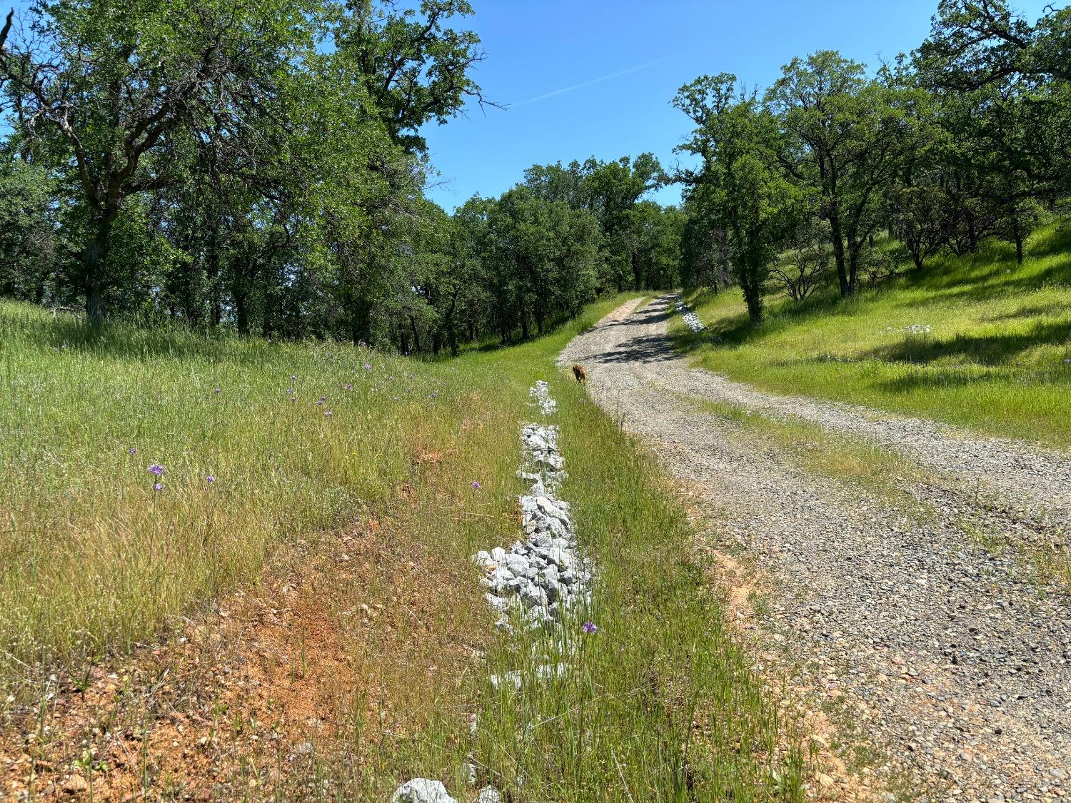 Todd Way, Cottonwood, California image 4