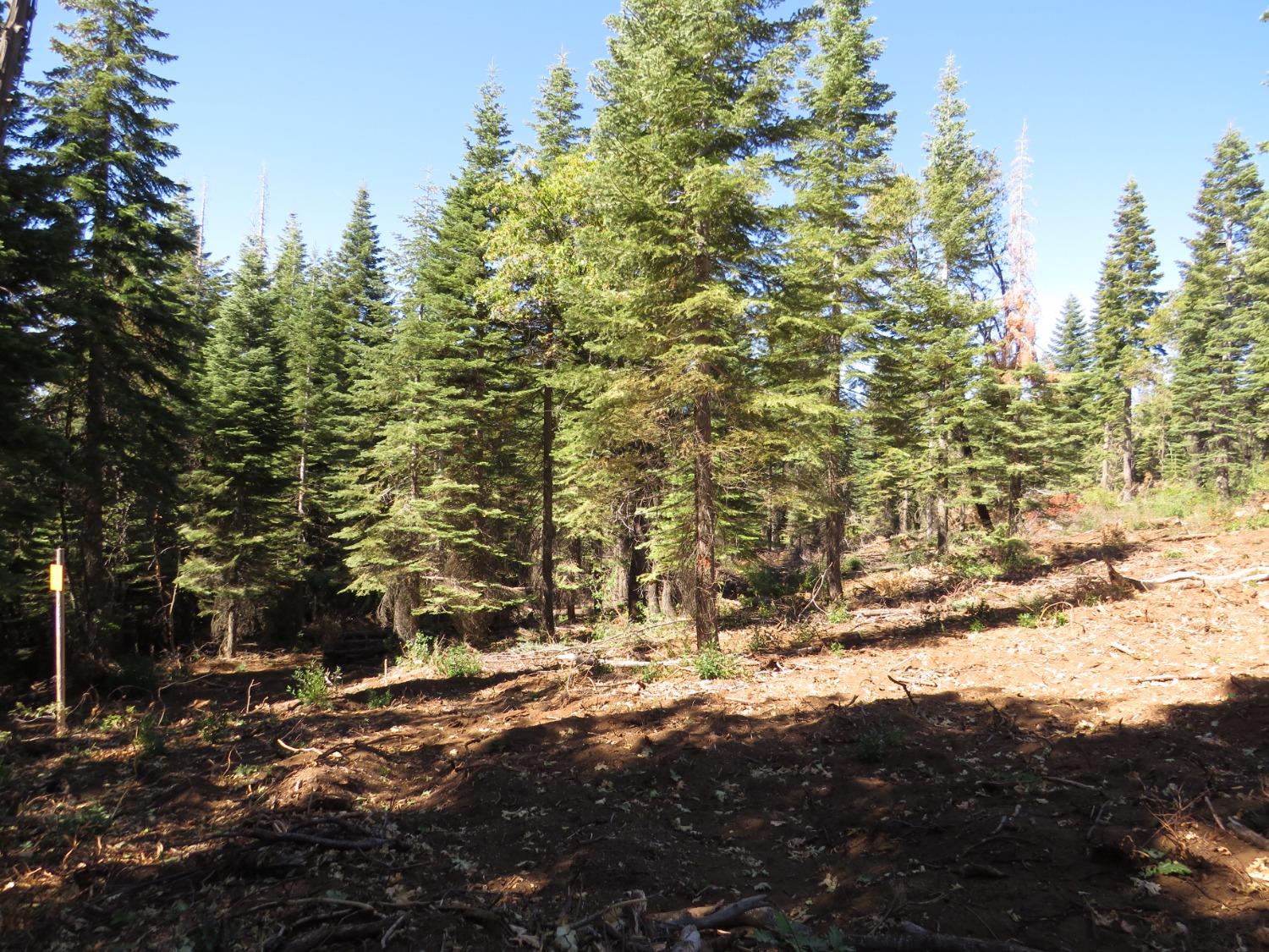 Detail Gallery Image 24 of 32 For 0 36.1 Acres -  Kearsarge Mill Rd, Alta,  CA 95701 - – Beds | – Baths