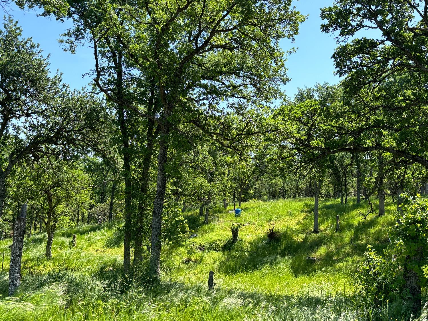 Todd Way, Cottonwood, California image 10