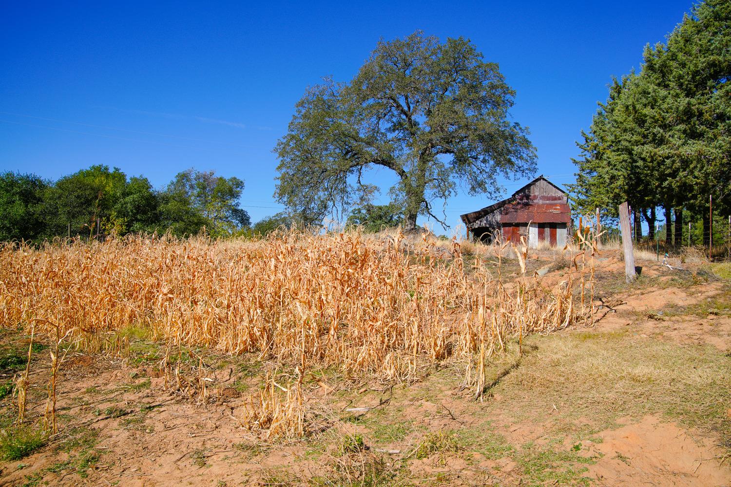 La Porte Road, Rackerby, California image 9