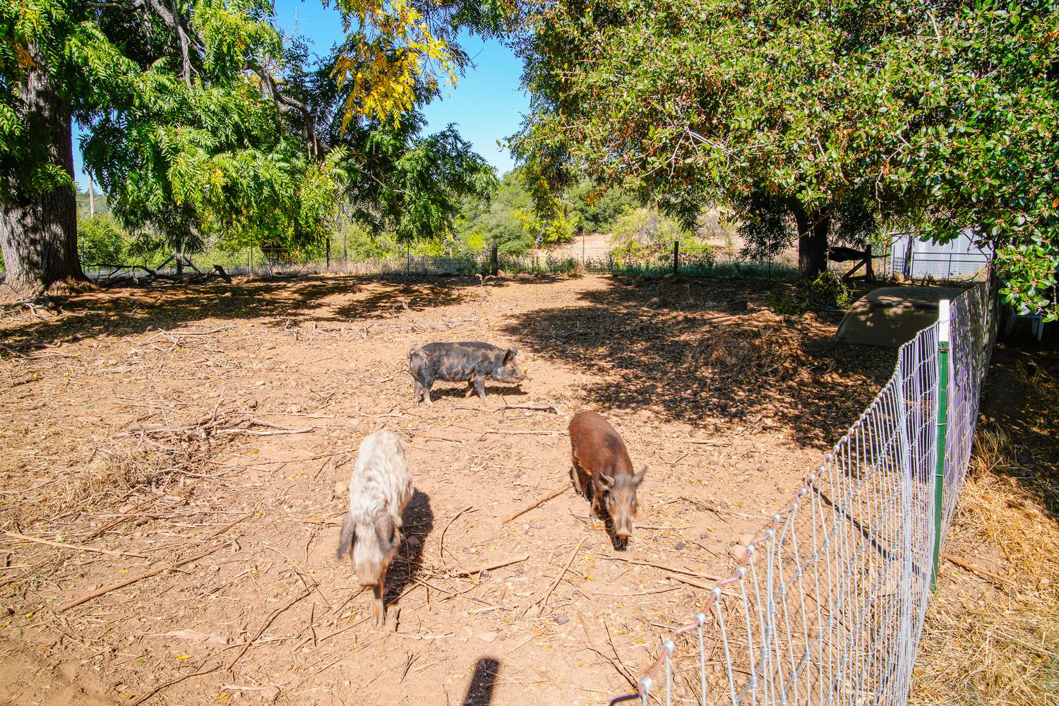 La Porte Road, Rackerby, California image 18