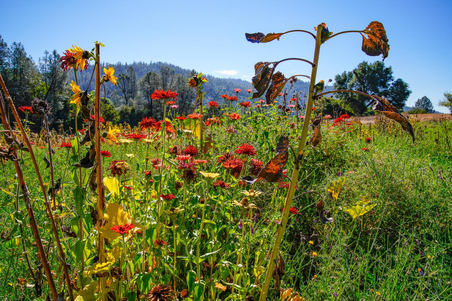 La Porte Road, Rackerby, California image 11