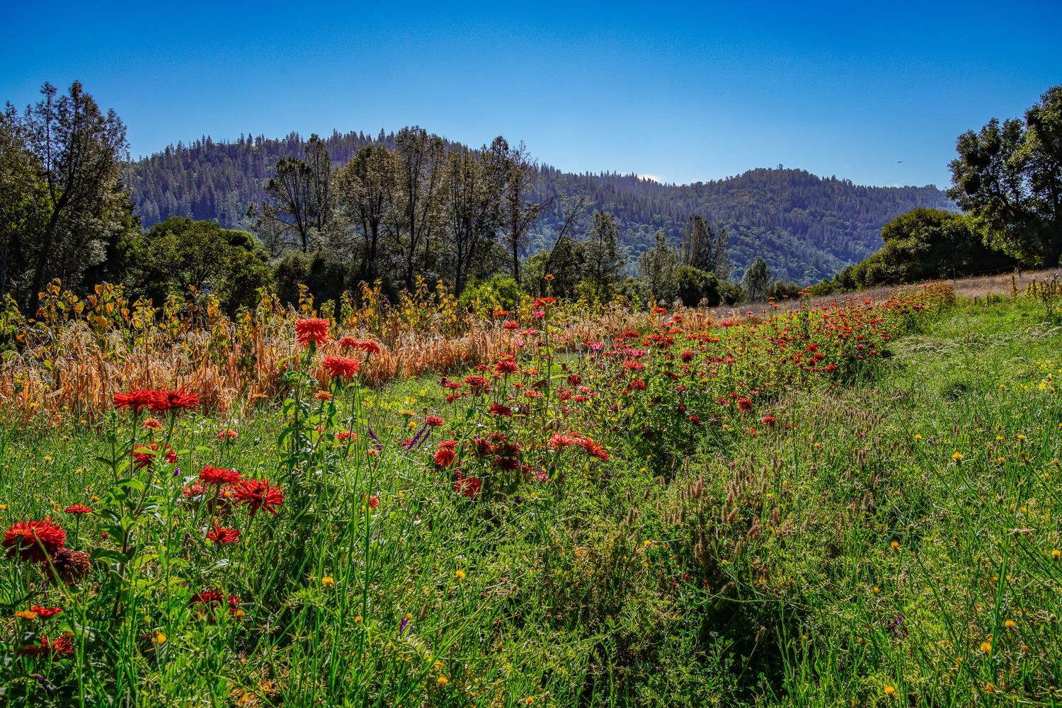 La Porte Road, Rackerby, California image 49