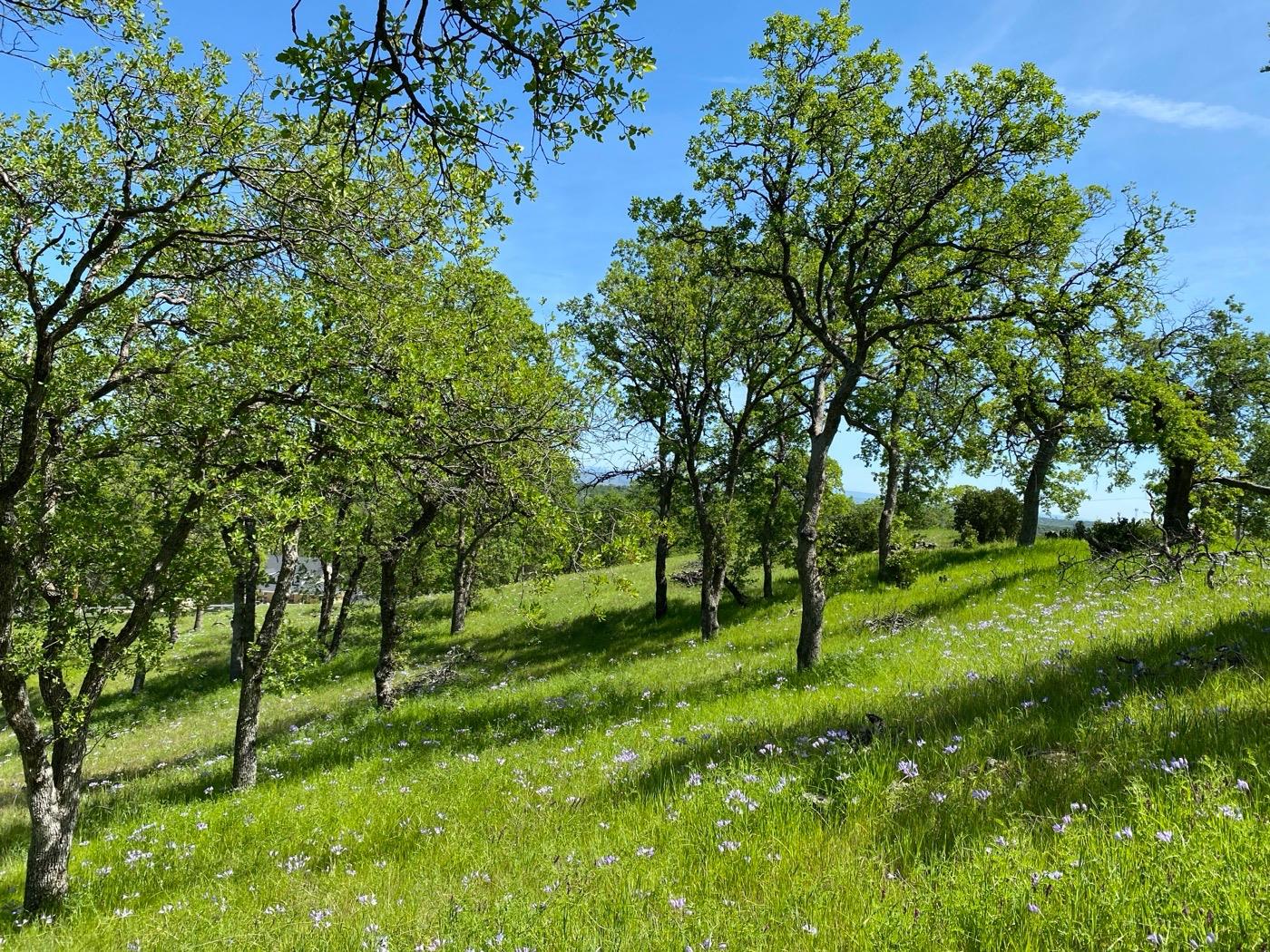 Deer Crest Trail, Cottonwood, California image 9