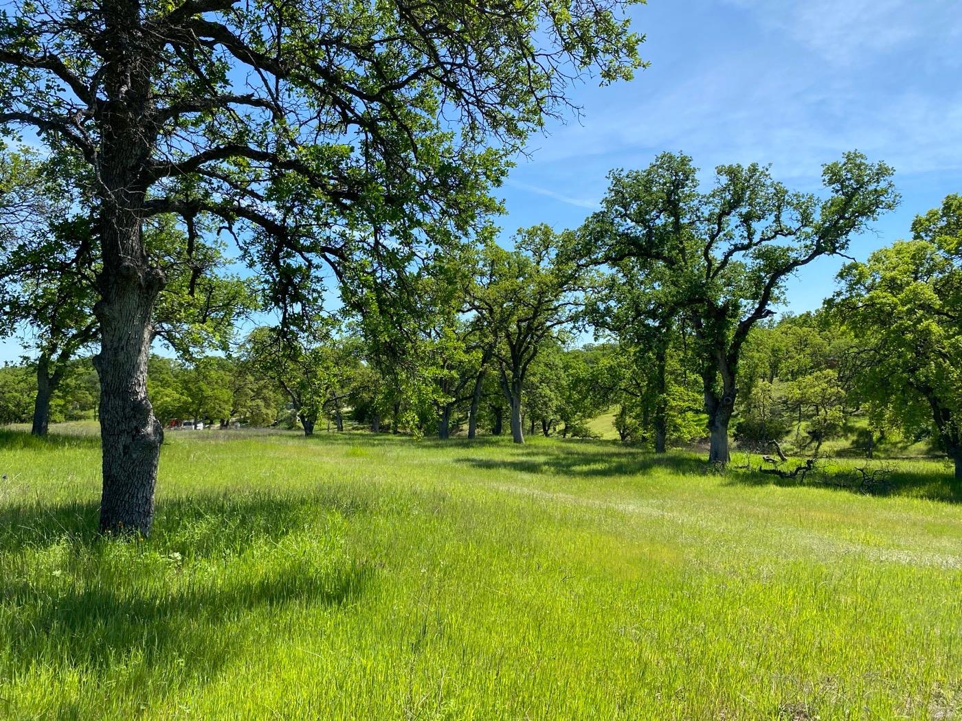 Deer Crest Trail, Cottonwood, California image 9