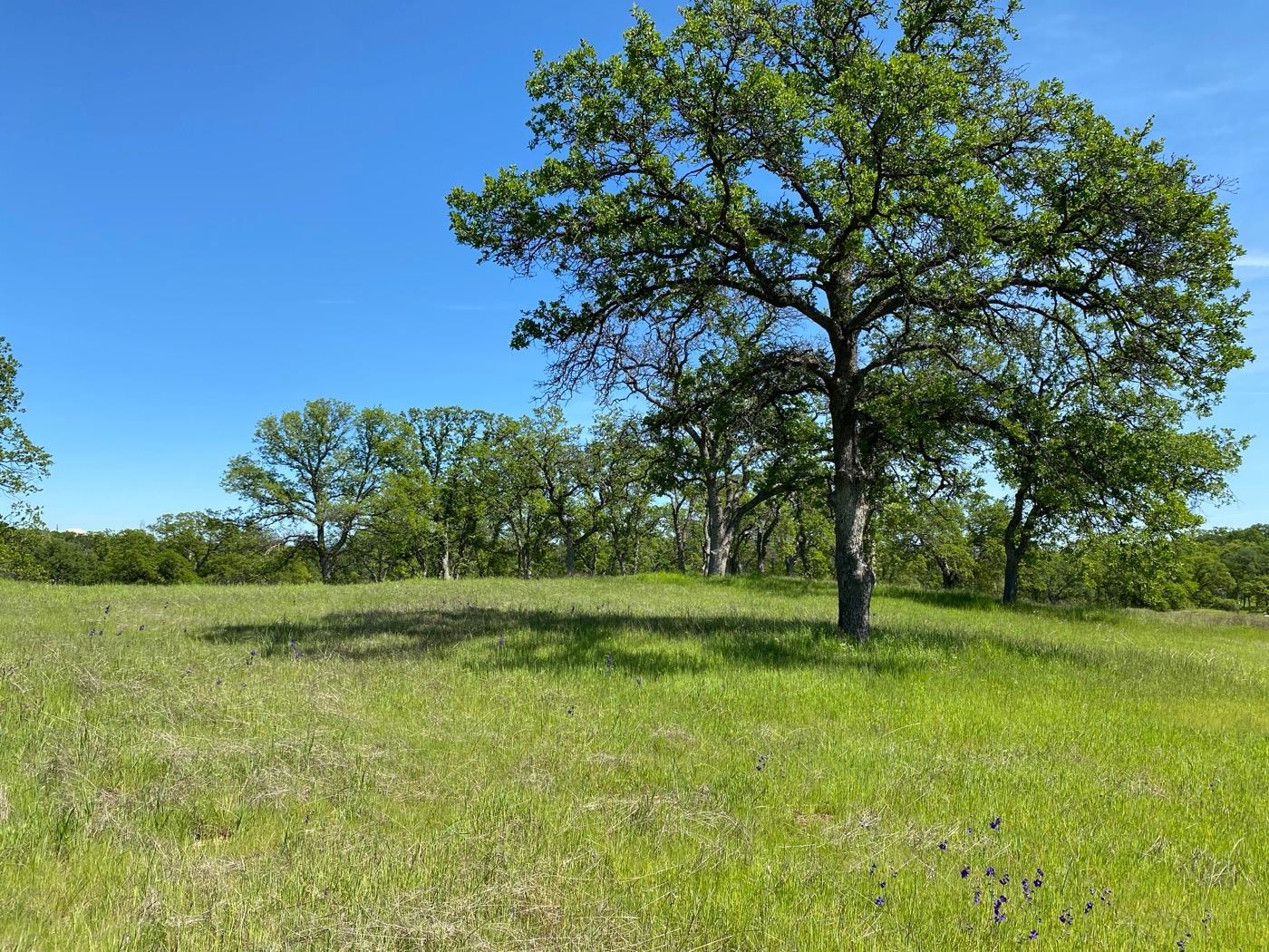 Deer Crest Trail, Cottonwood, California image 11