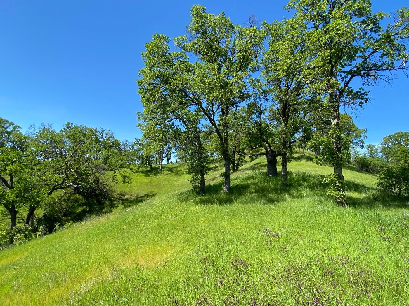 Deer Crest Trail, Cottonwood, California image 12