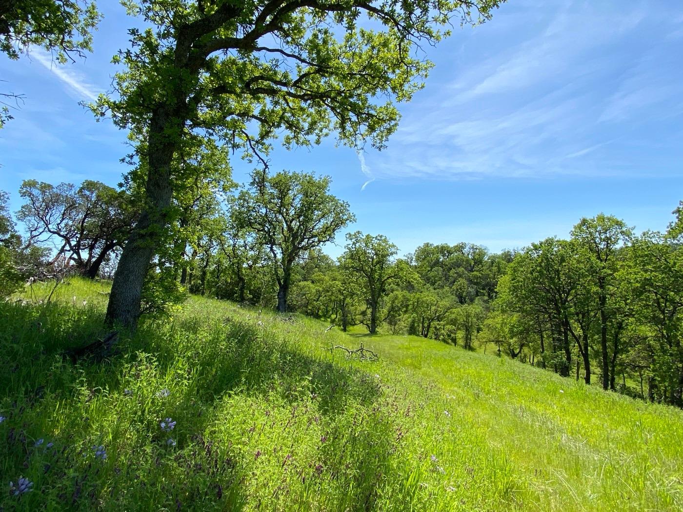 Deer Crest Trail, Cottonwood, California image 14