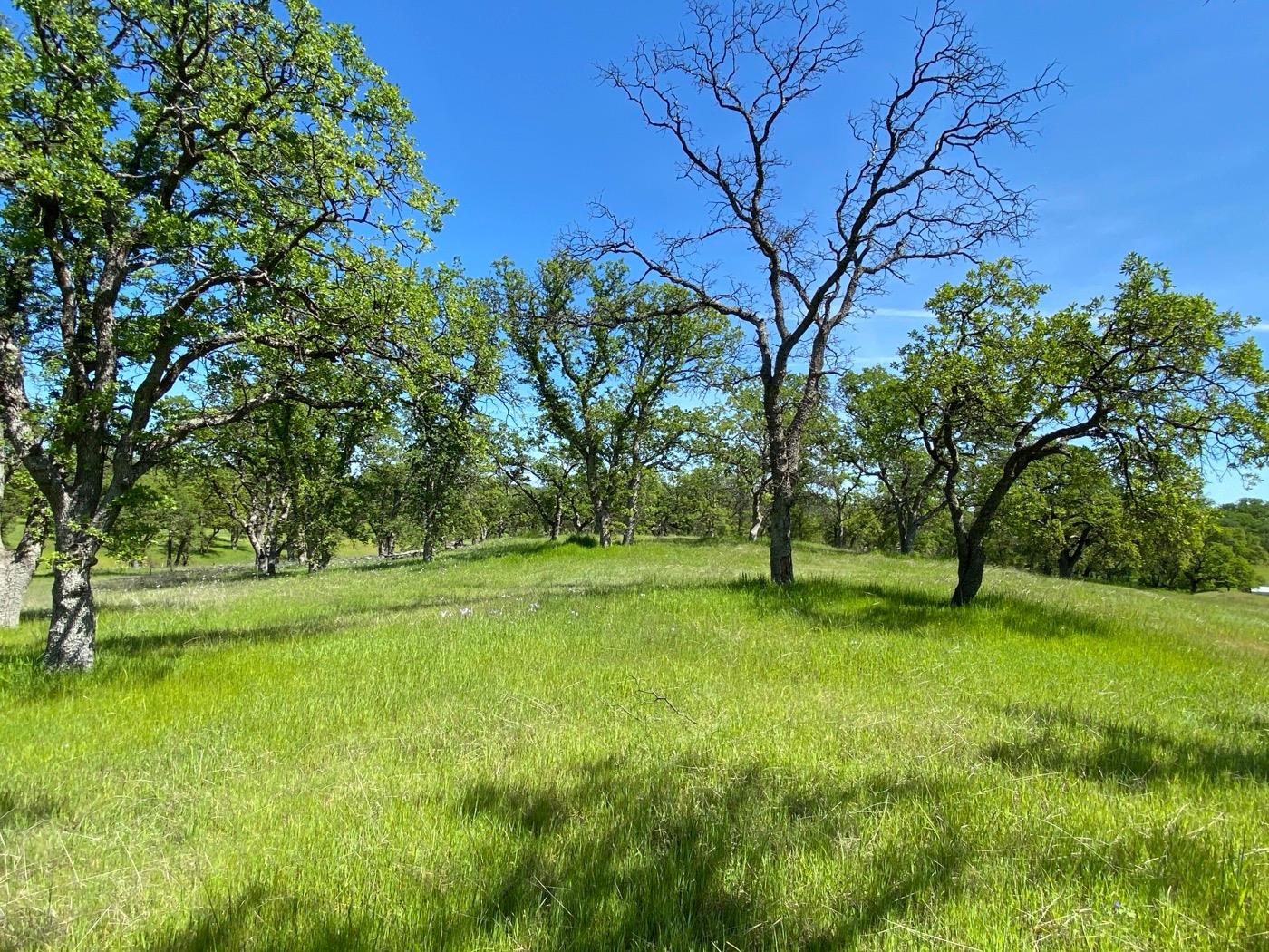 Deer Crest Trail, Cottonwood, California image 6