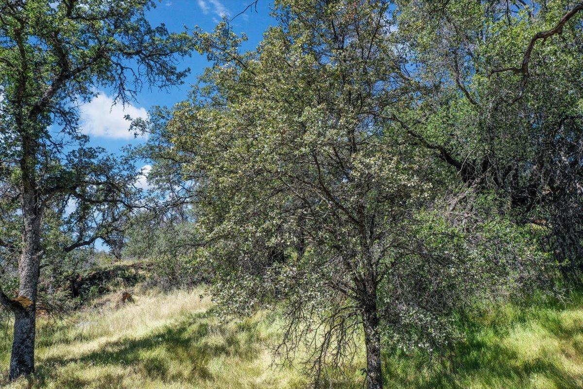 Lot 29 Township, Browns Valley, California image 22