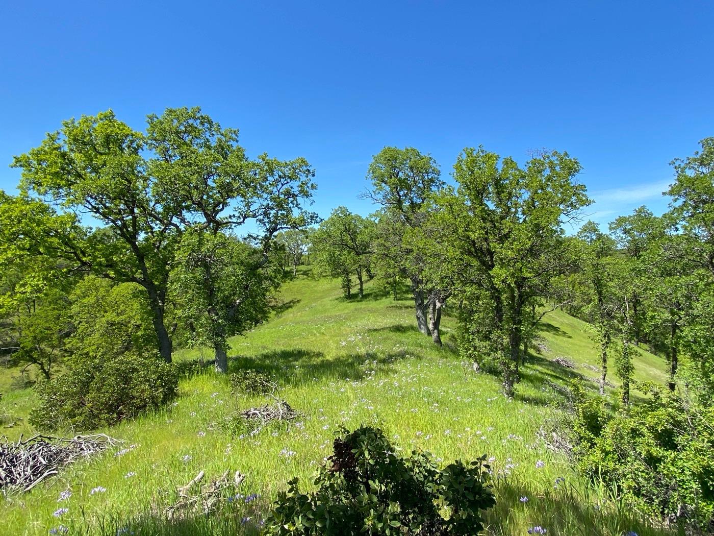 Deer Crest Trail, Cottonwood, California image 11