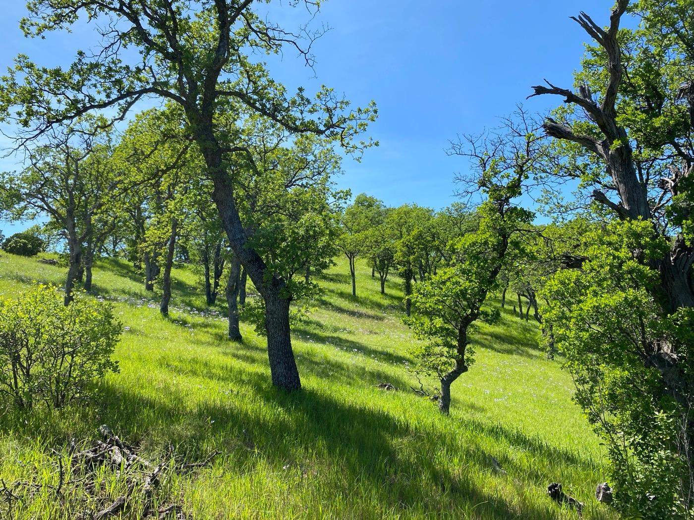 Deer Crest Trail, Cottonwood, California image 13