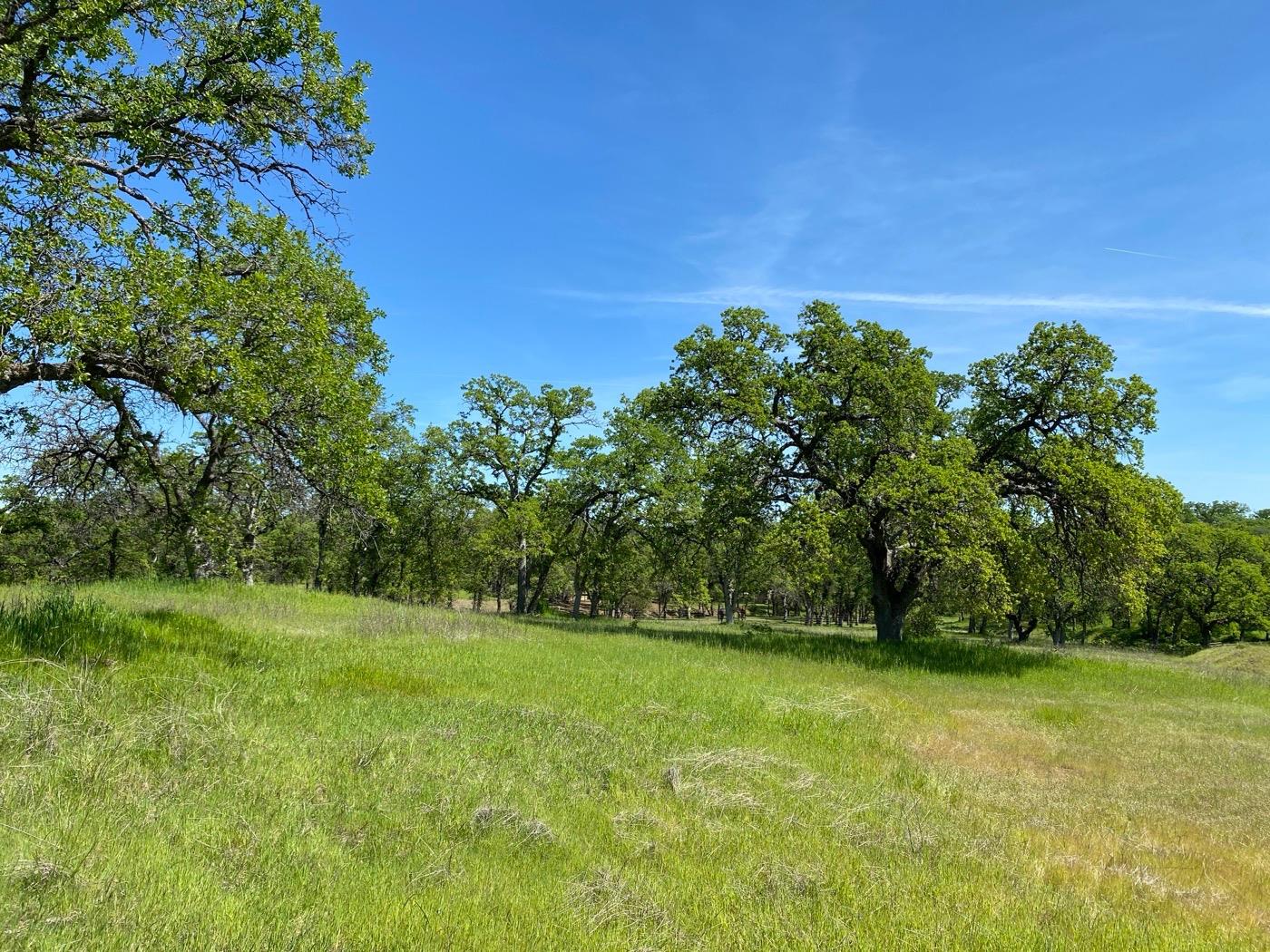 Deer Crest Trail, Cottonwood, California image 7