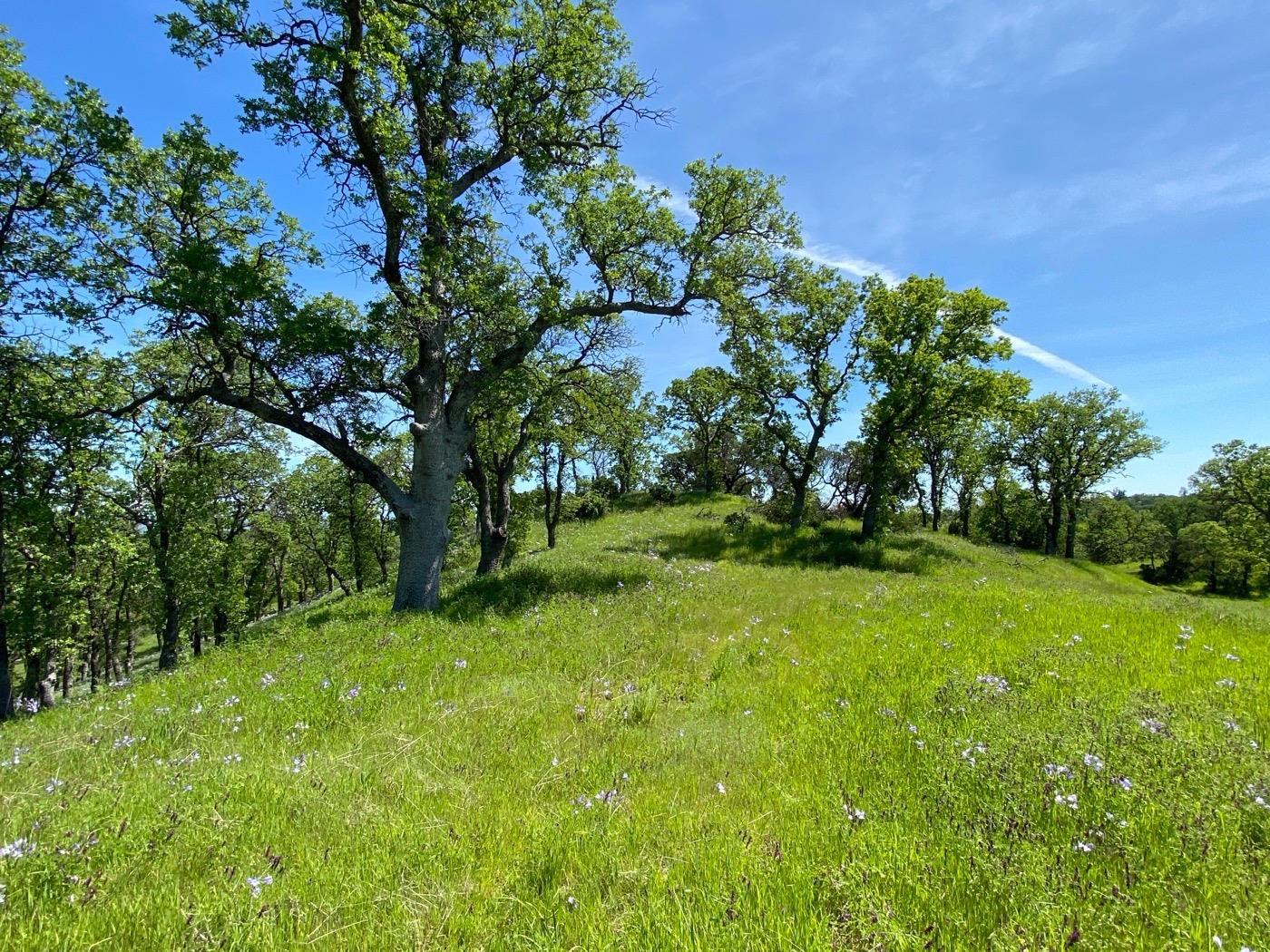 Deer Crest Trail, Cottonwood, California image 10