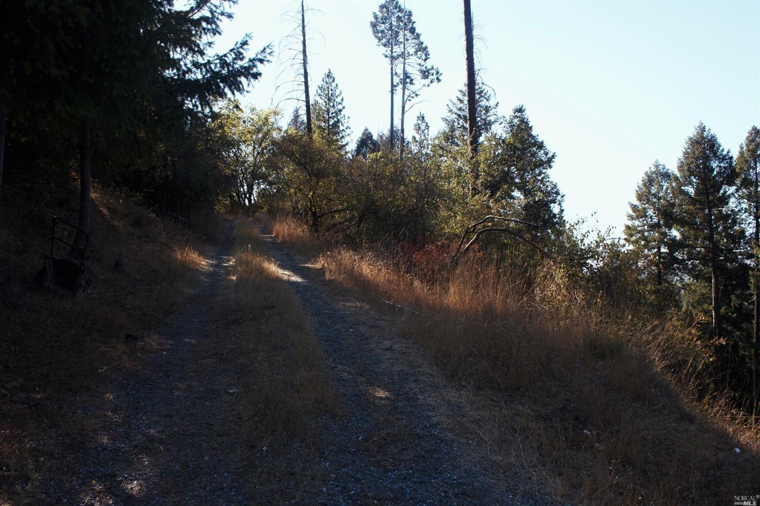 Tree Lane, Wilseyville, California image 8