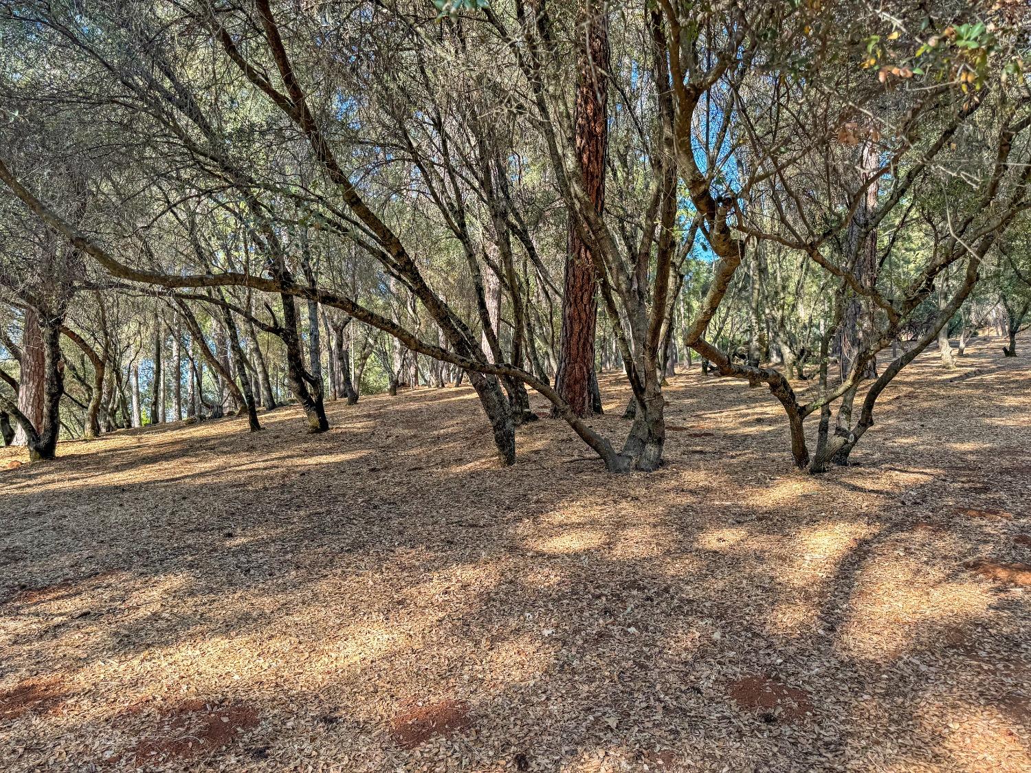 Detail Gallery Image 46 of 53 For 25414 Table Meadow Rd, Auburn,  CA 95602 - 4 Beds | 3/1 Baths