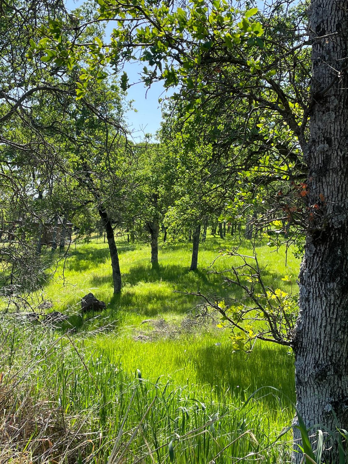 Stewart Court, Browns Valley, California image 7