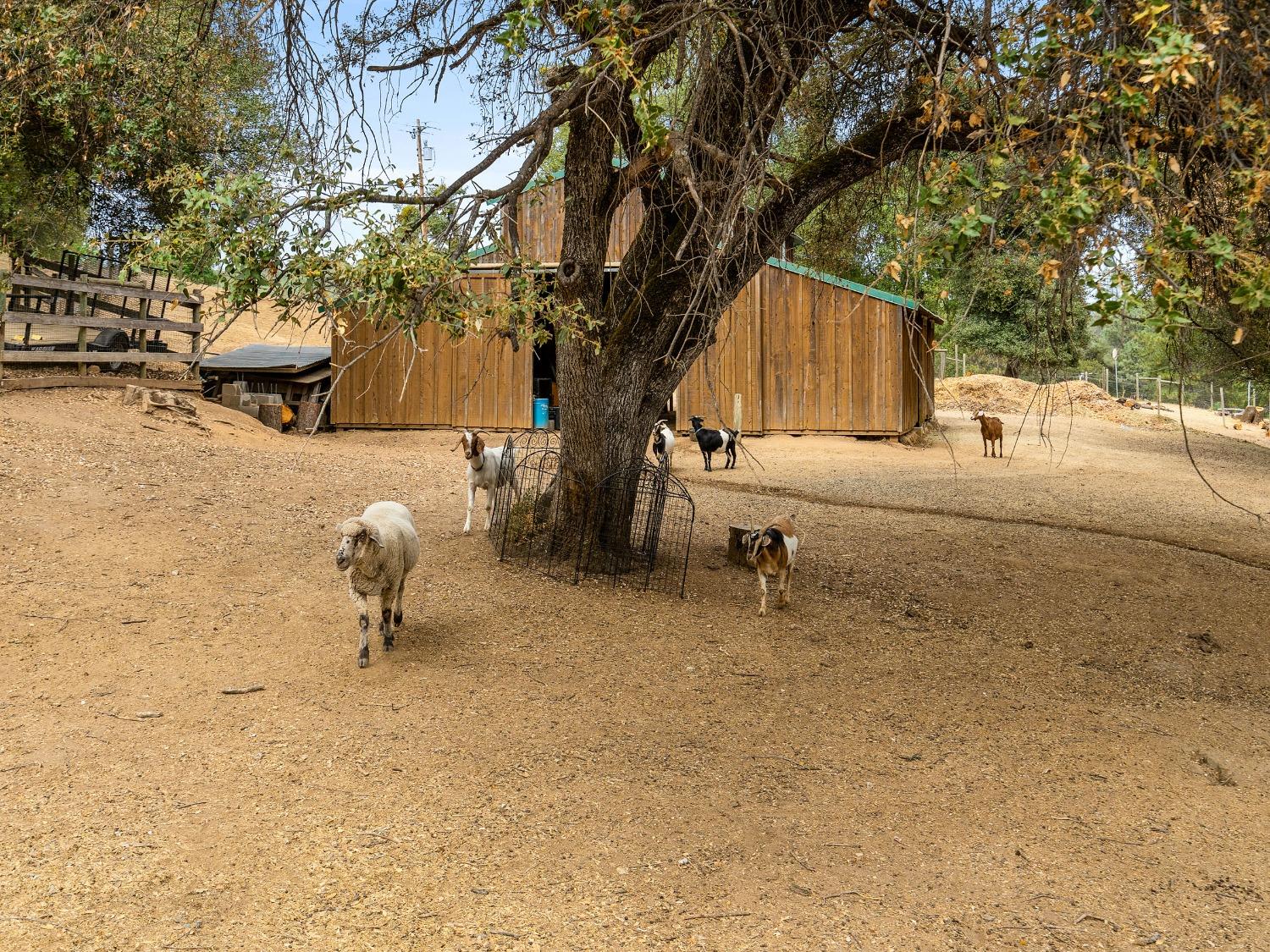 Detail Gallery Image 34 of 50 For 3980 Freedom Rd, Placerville,  CA 95667 - 3 Beds | 1 Baths