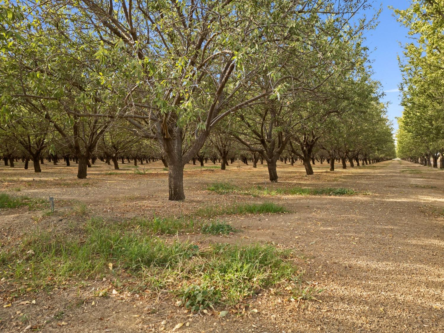 County Road 16, Esparto, California image 15