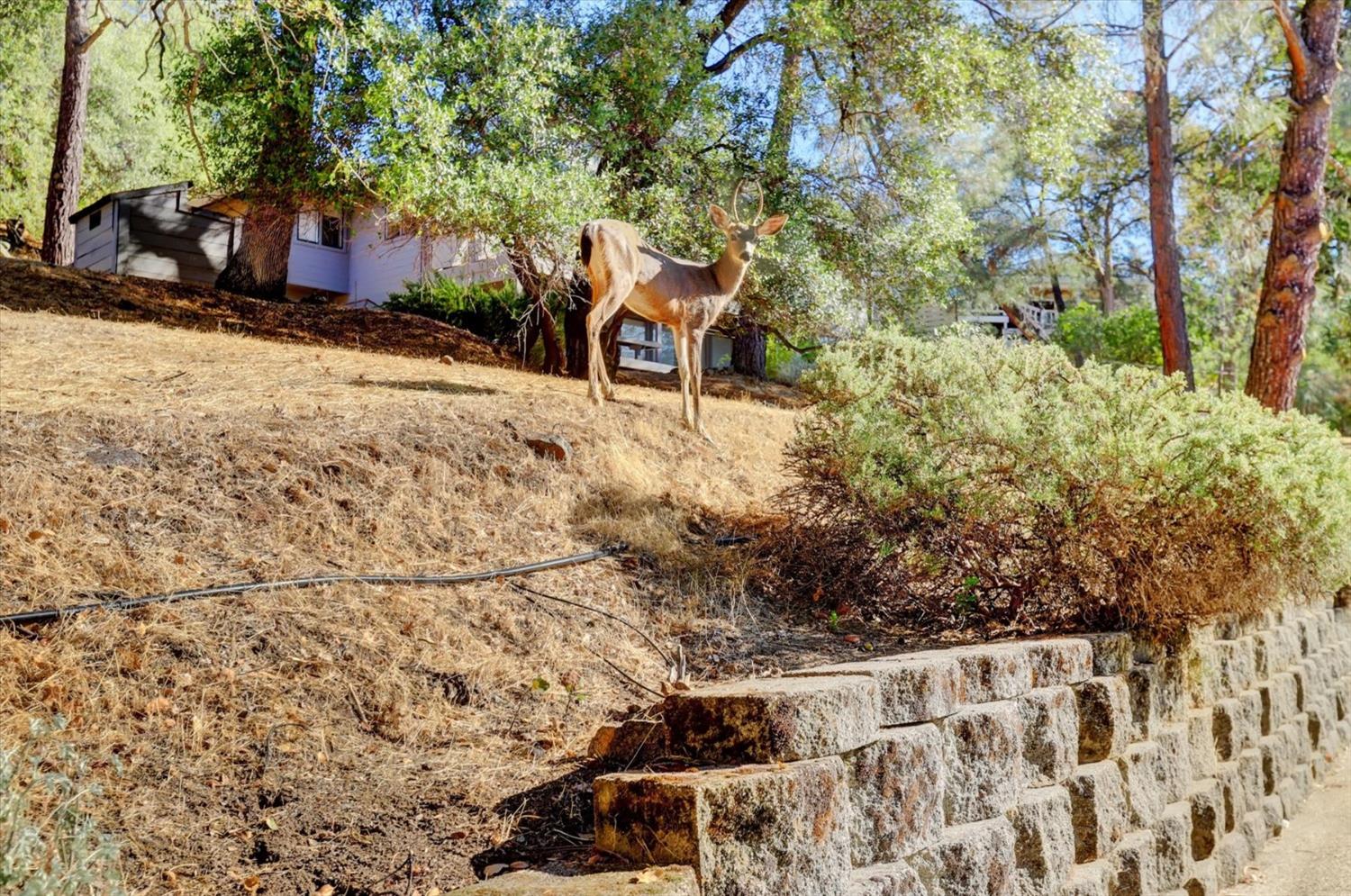 Detail Gallery Image 65 of 87 For 13715 Sun Forest Dr, Penn Valley,  CA 95946 - 4 Beds | 3 Baths