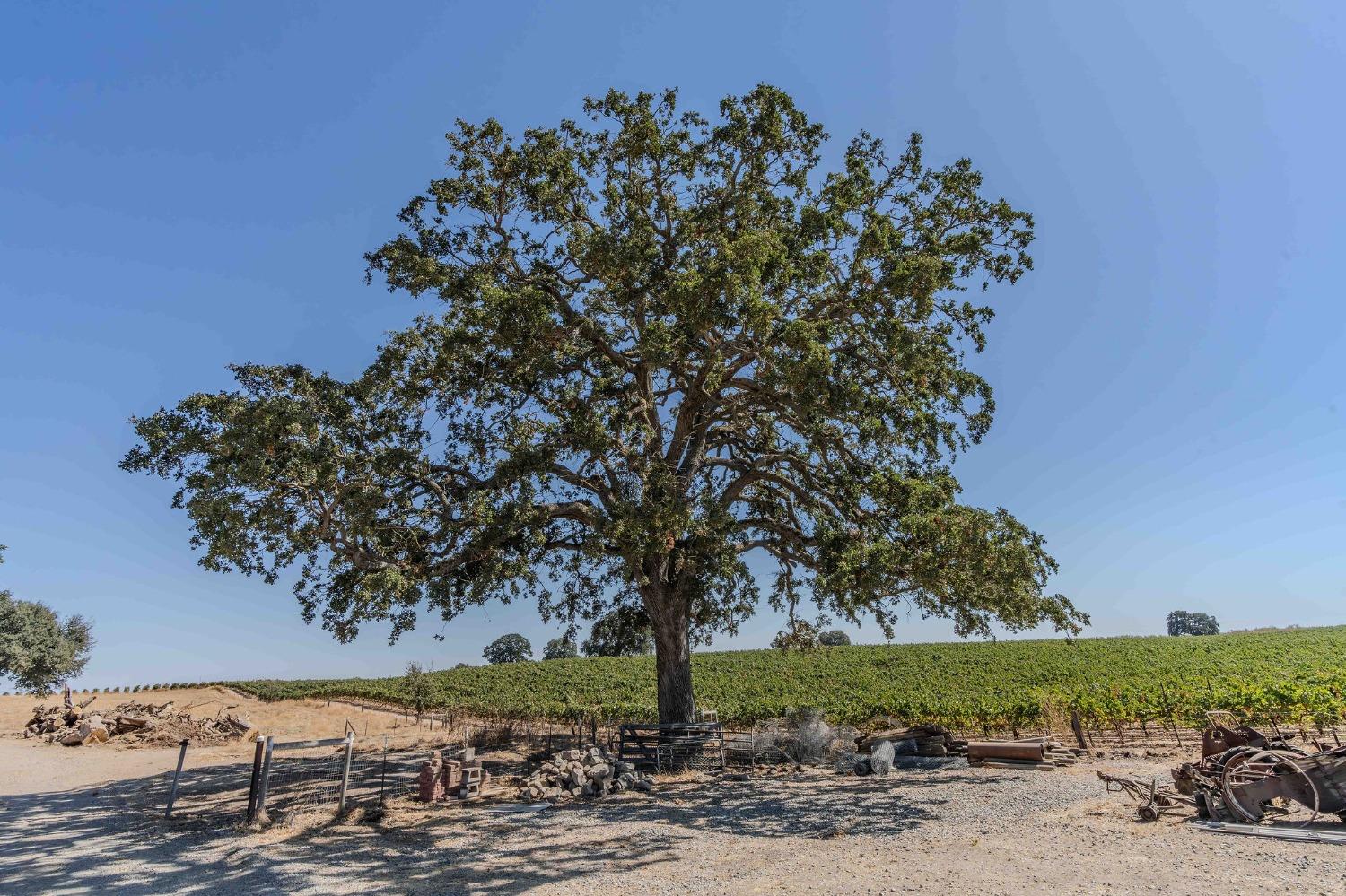 Detail Gallery Image 31 of 96 For 16750 Clements Rd, Lodi,  CA 95240 - 3 Beds | 3/1 Baths