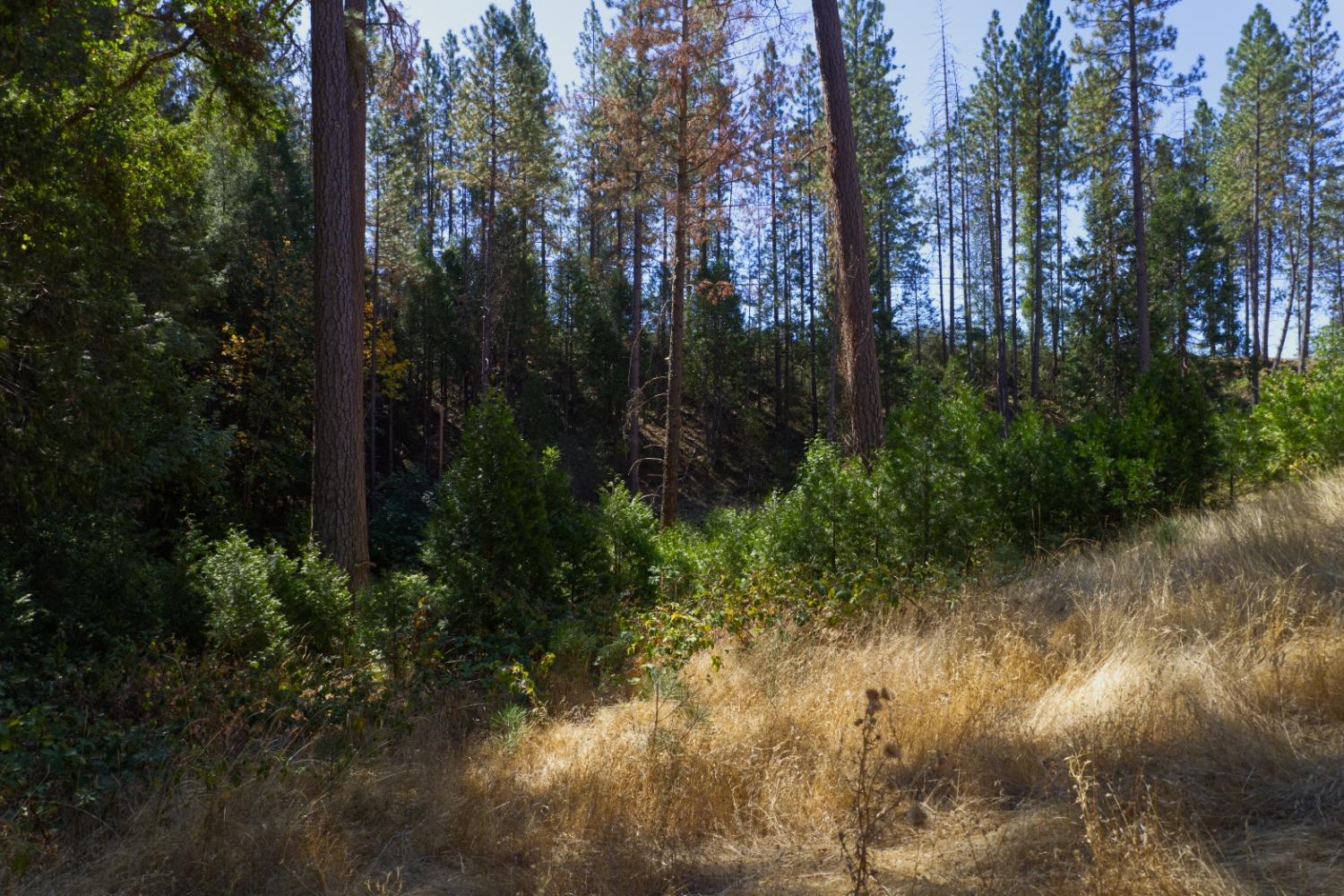 Detail Gallery Image 39 of 39 For 3536 Mining Brook Rd, Placerville,  CA 95667 - 3 Beds | 3 Baths