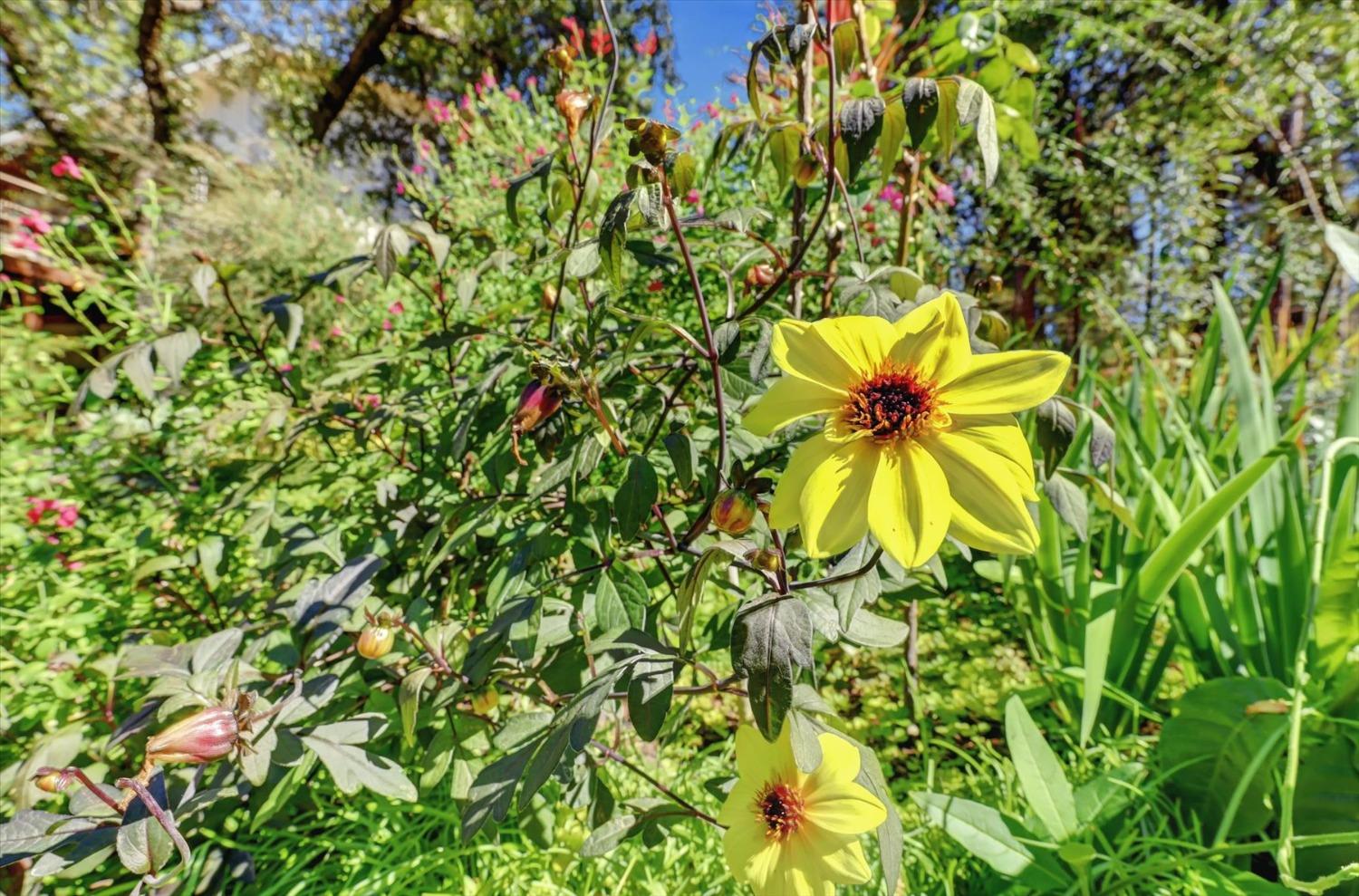 Detail Gallery Image 27 of 53 For 12252 Francis Dr, Grass Valley,  CA 95949 - 3 Beds | 2 Baths